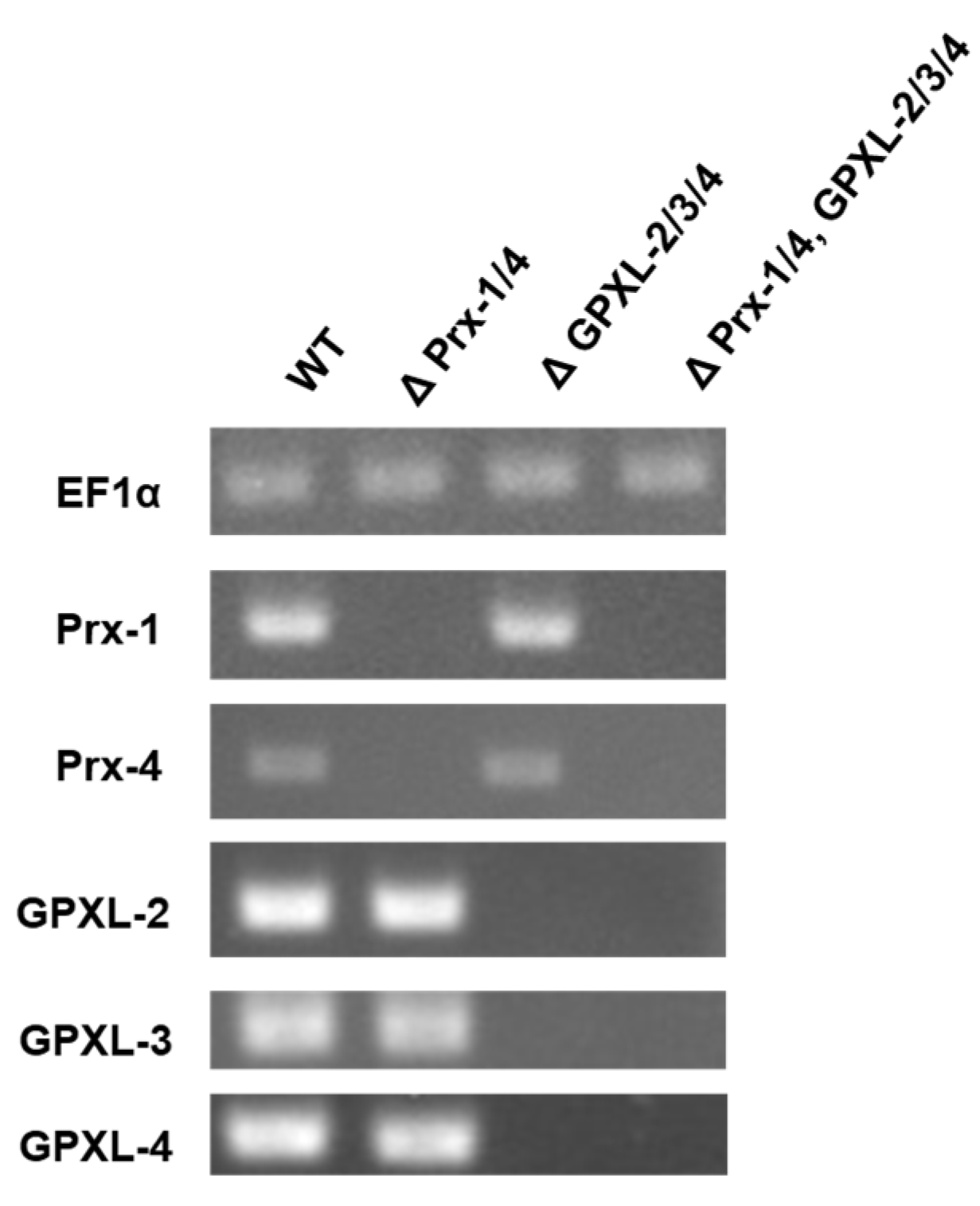 Biomolecules 14 00765 g006