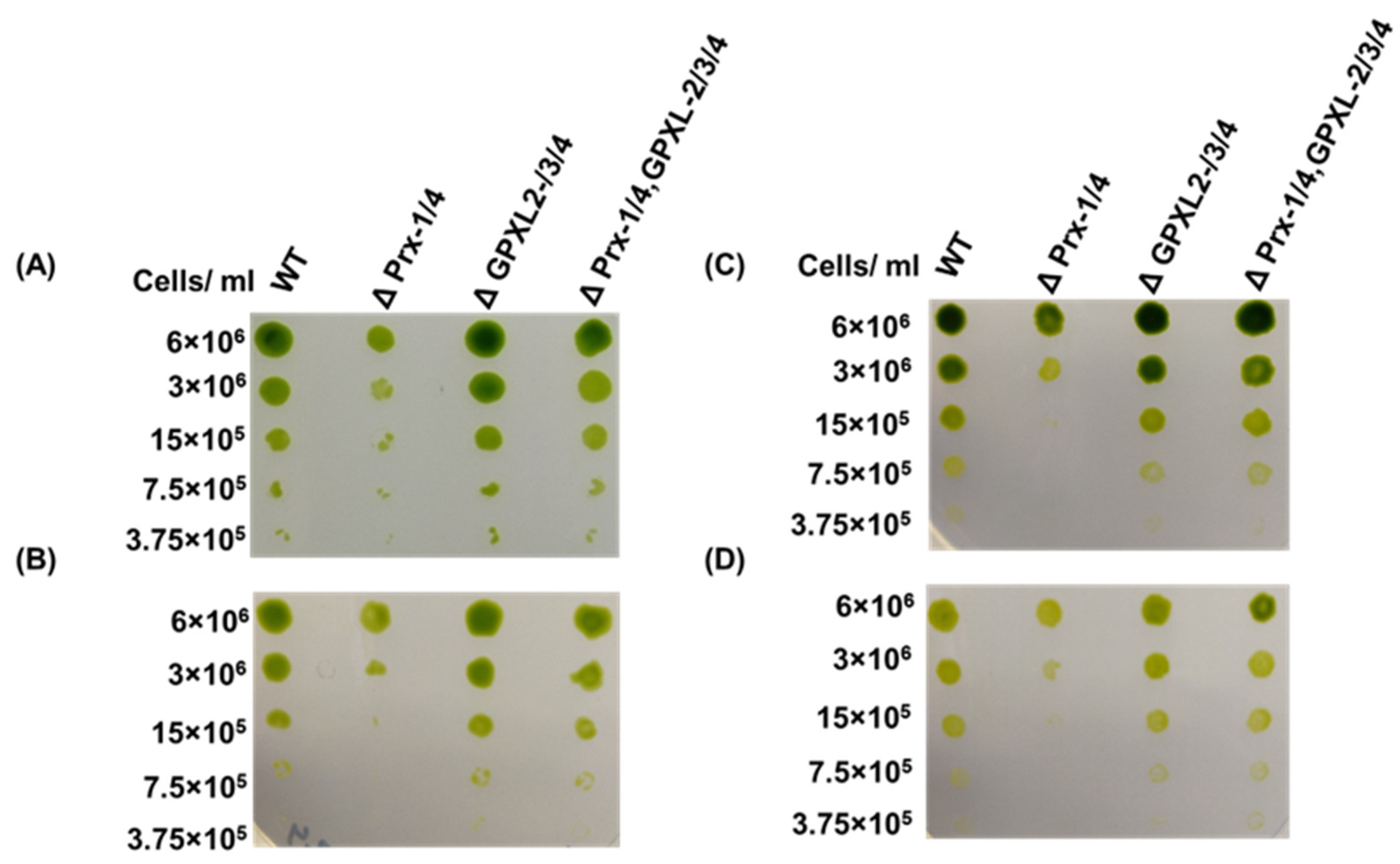 Biomolecules 14 00765 g007