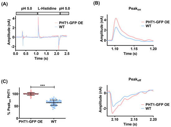 Functional Characterization of the Lysosomal Peptide/Histidine