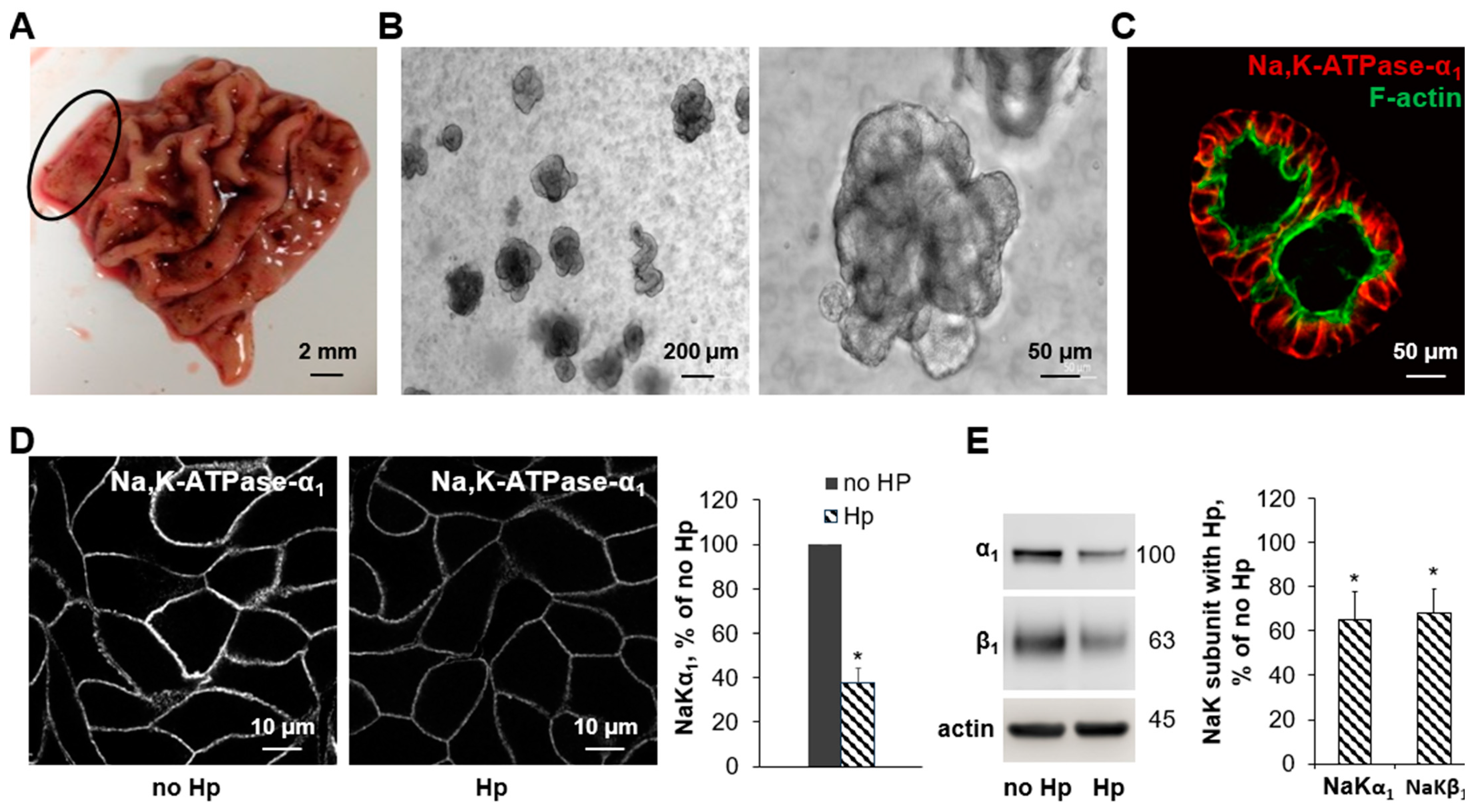 Biomolecules 14 00772 g002 Biomolecules 14 00772 g002