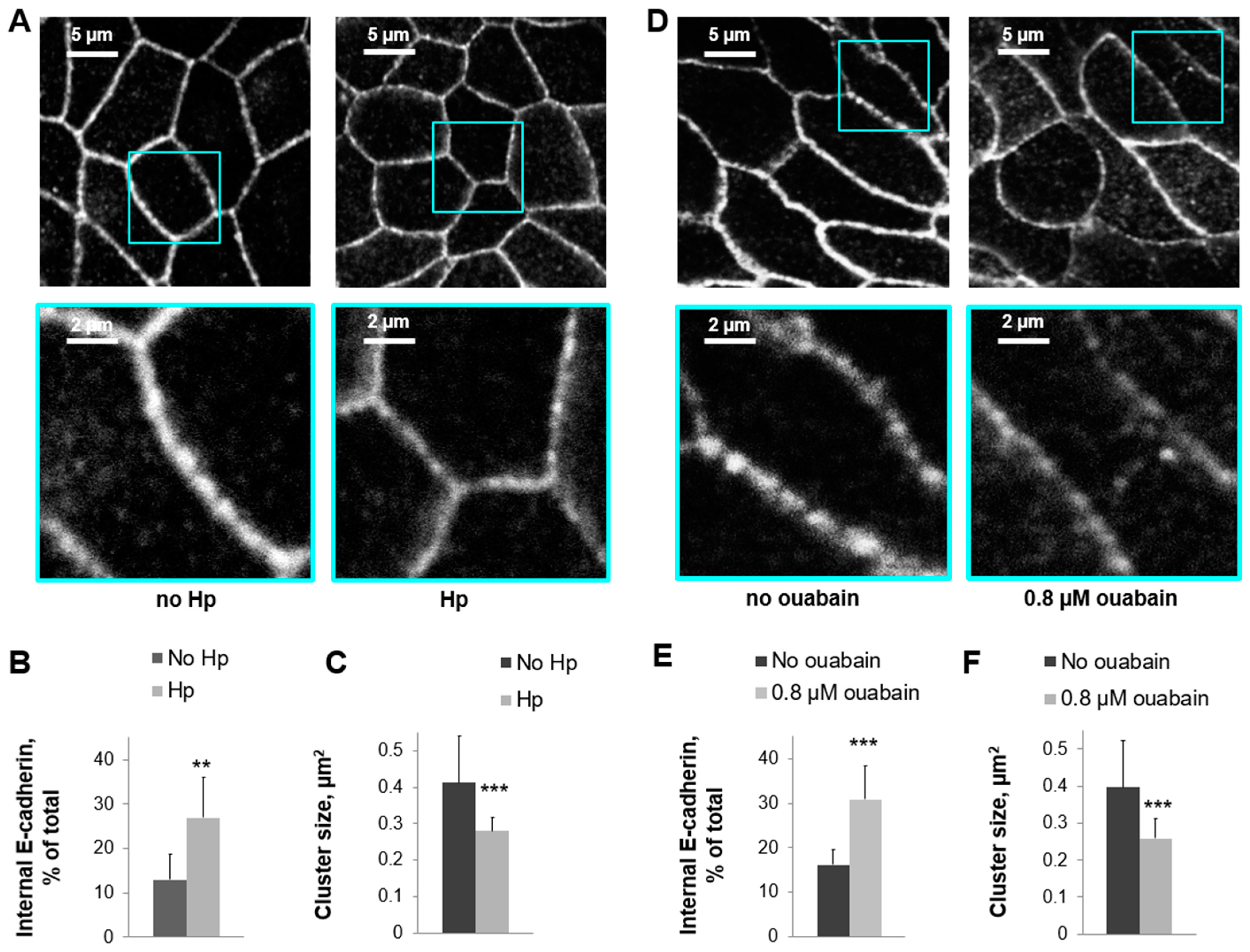 Biomolecules 14 00772 g004 Biomolecules 14 00772 g004