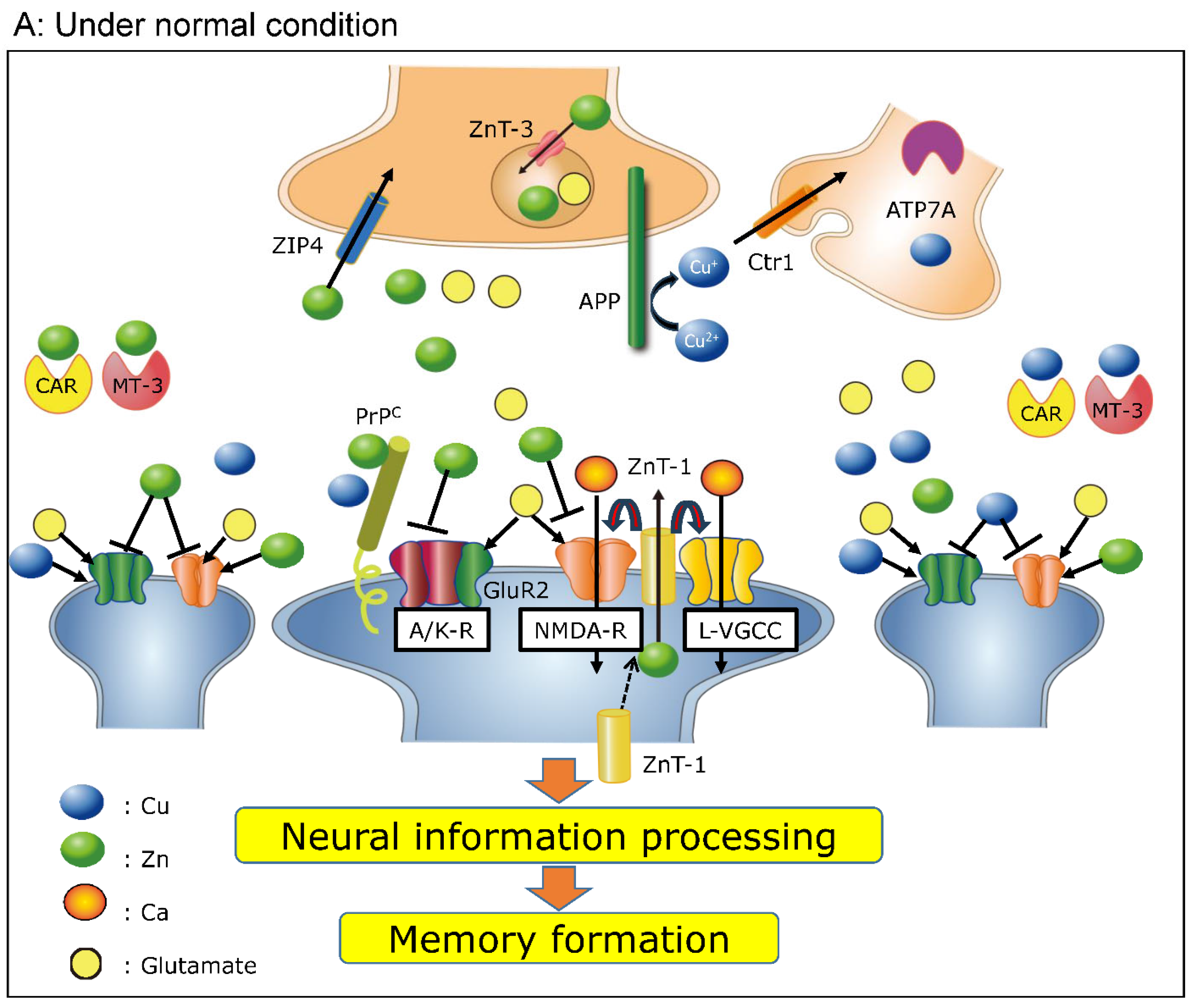 Biomolecules 14 00773 g001a