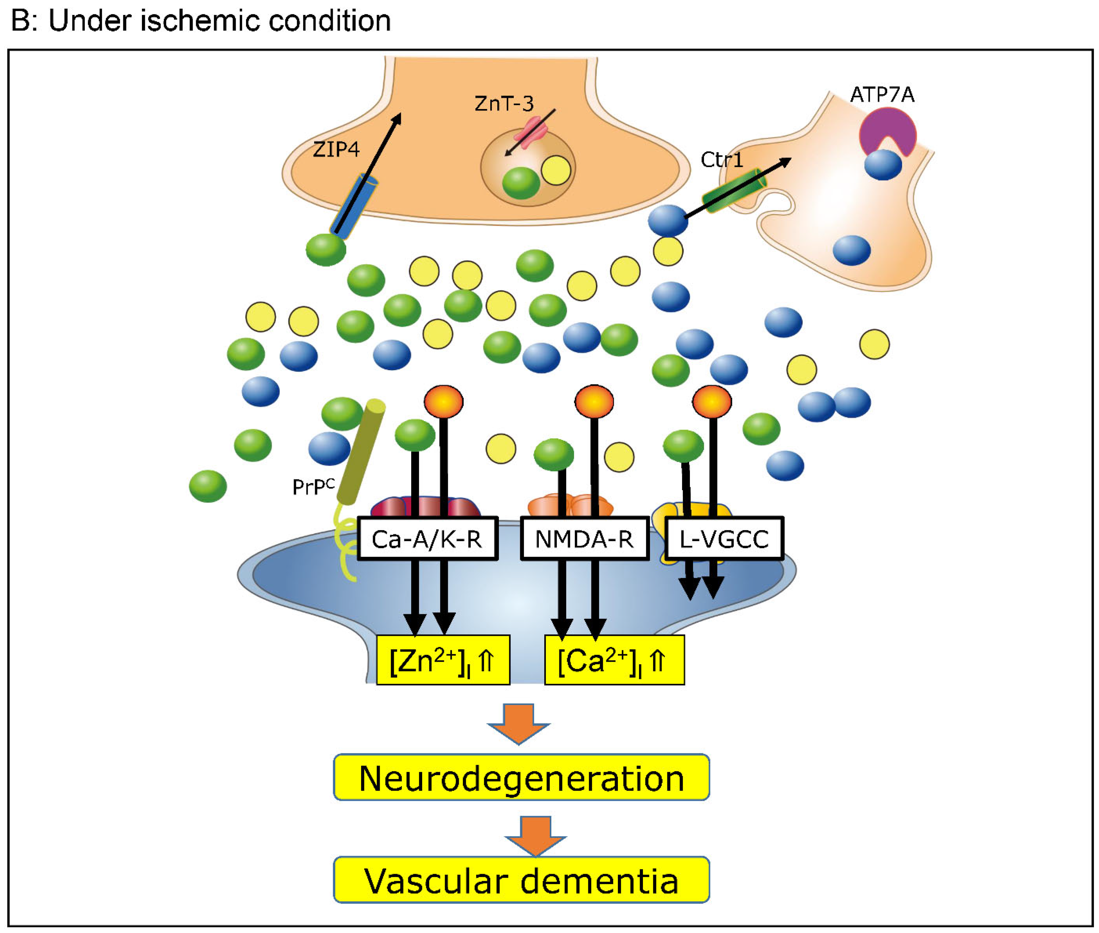 Biomolecules 14 00773 g001b