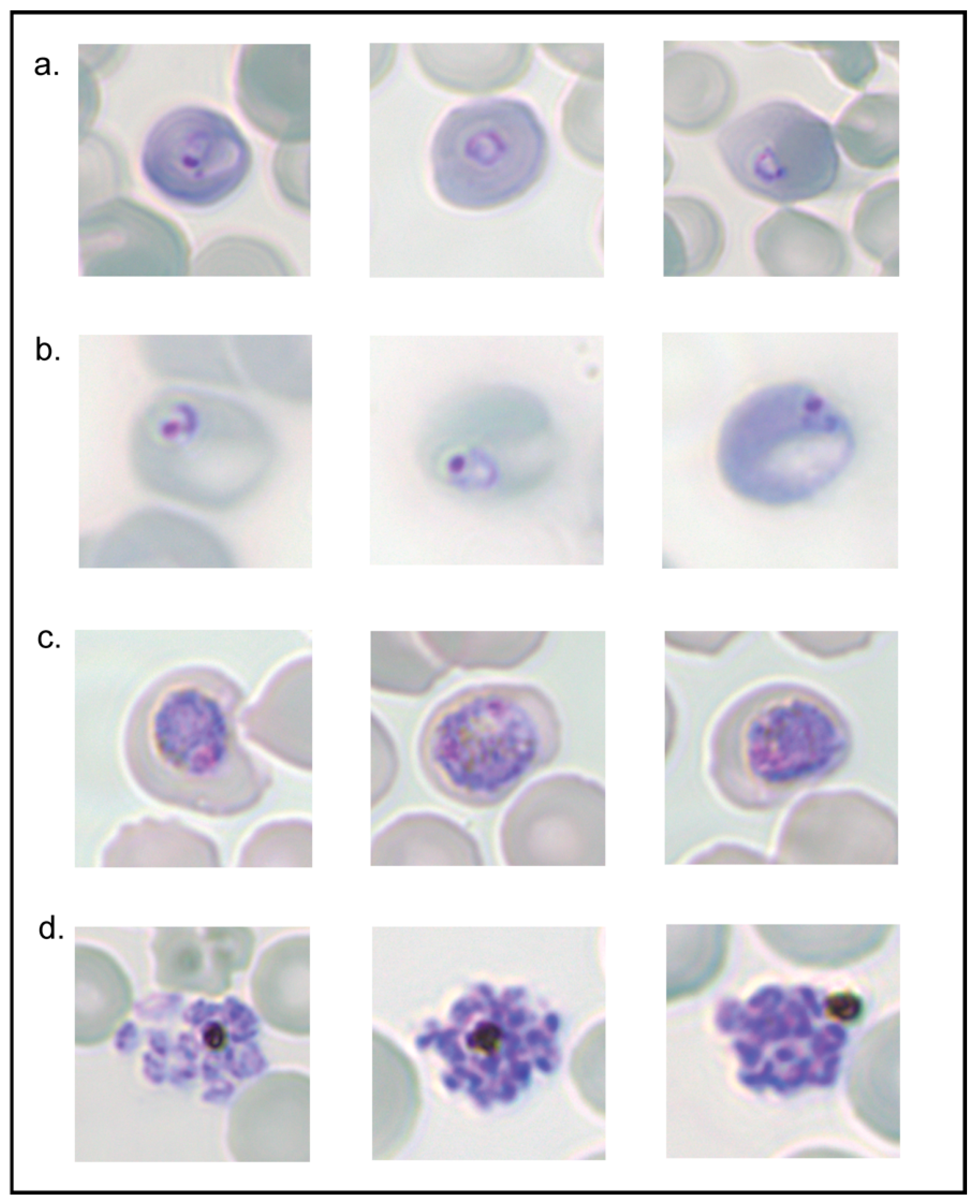 Biomolecules 14 00781 g007 Biomolecules 14 00781 g007