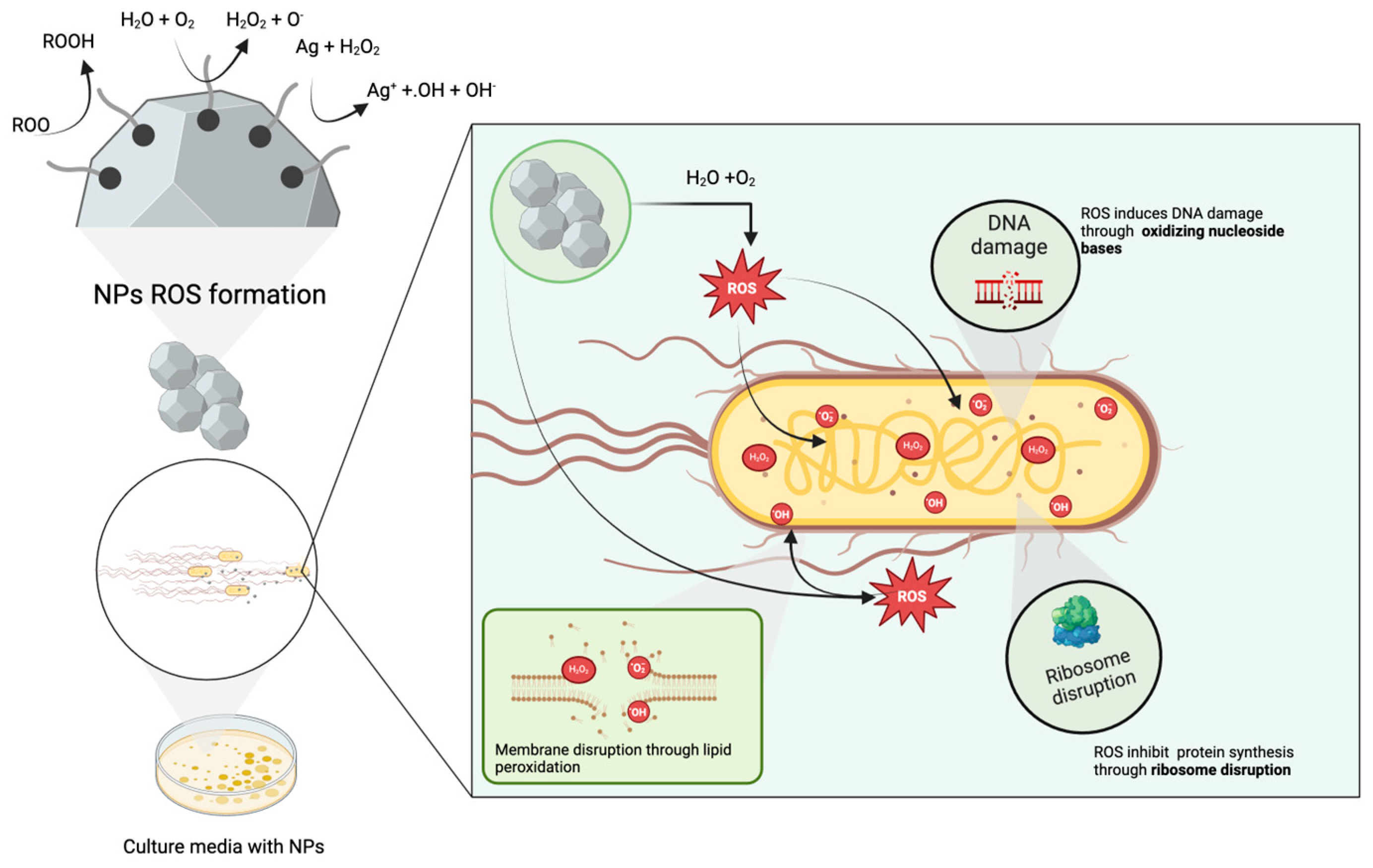 Biomolecules 14 00782 g007