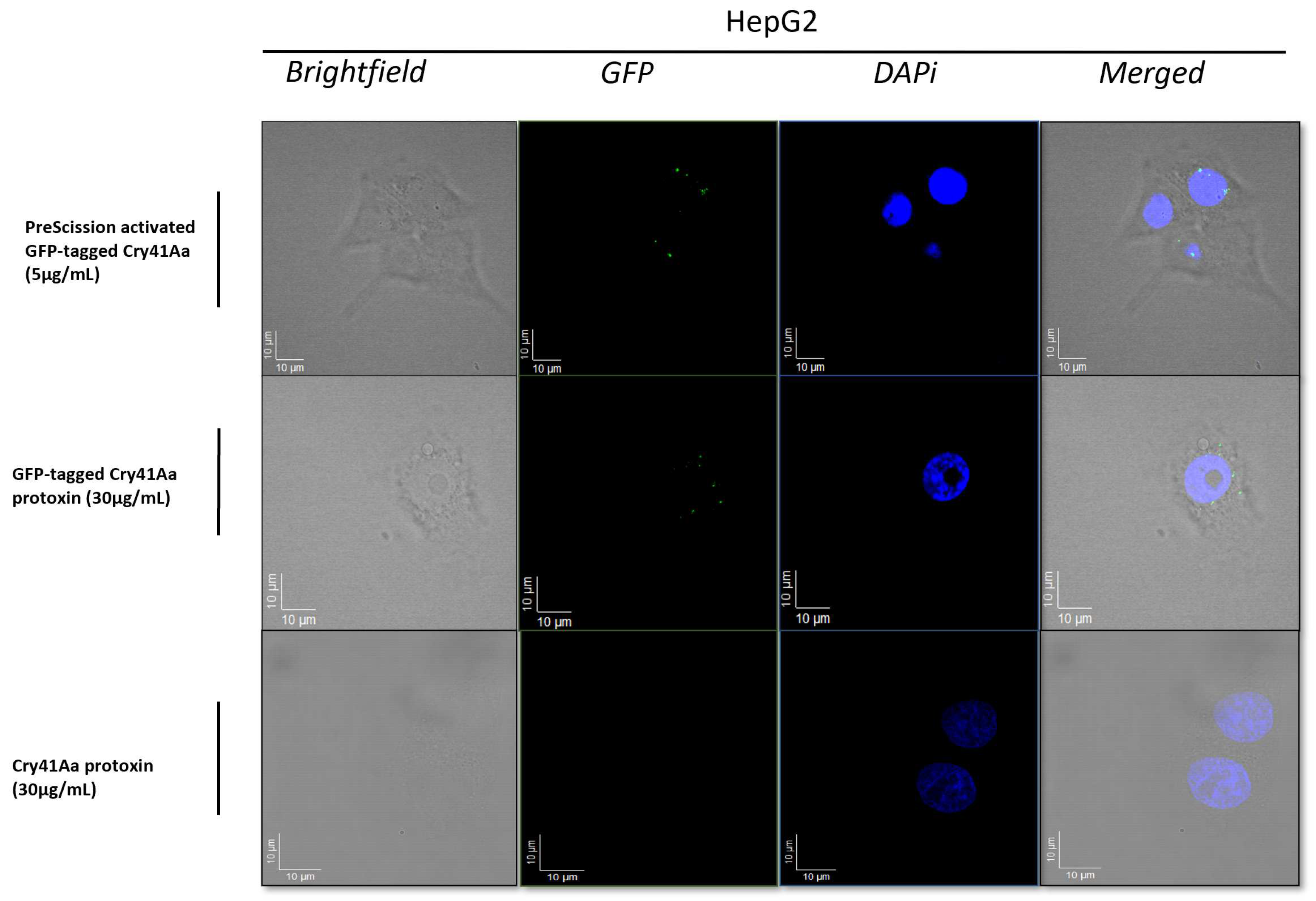 Biomolecules 14 00795 g001
