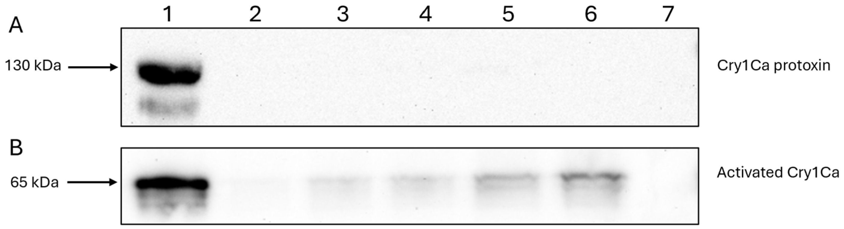Biomolecules 14 00795 g005
