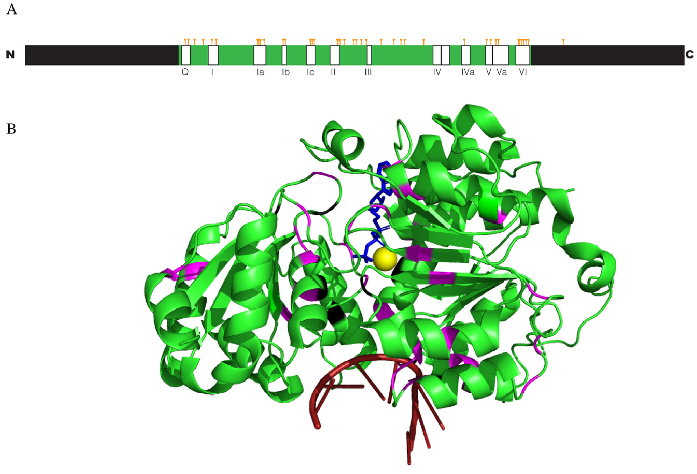 Biomolecules 14 00803 g002