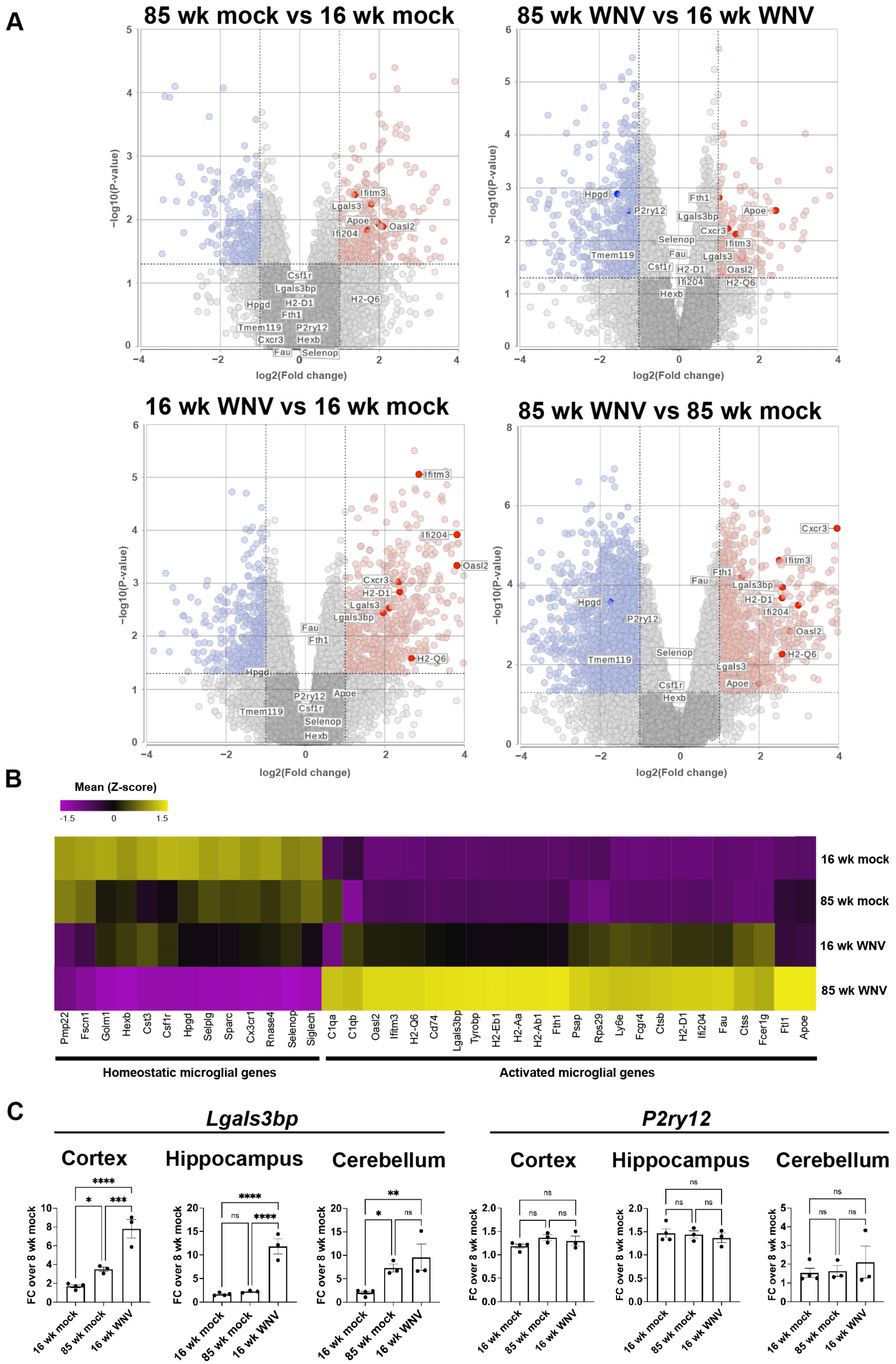 DNA / SCATTER THE BRAIN ジャパメタ VIRUS West Nile Virus-Induced Expression of Senescent Gene