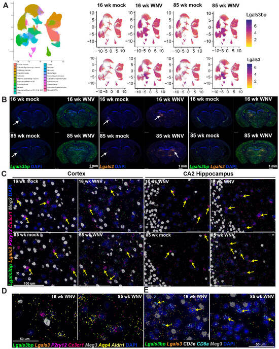 DNA / SCATTER THE BRAIN ジャパメタ VIRUS β-amyloid monomer scavenging by an anticalin protein