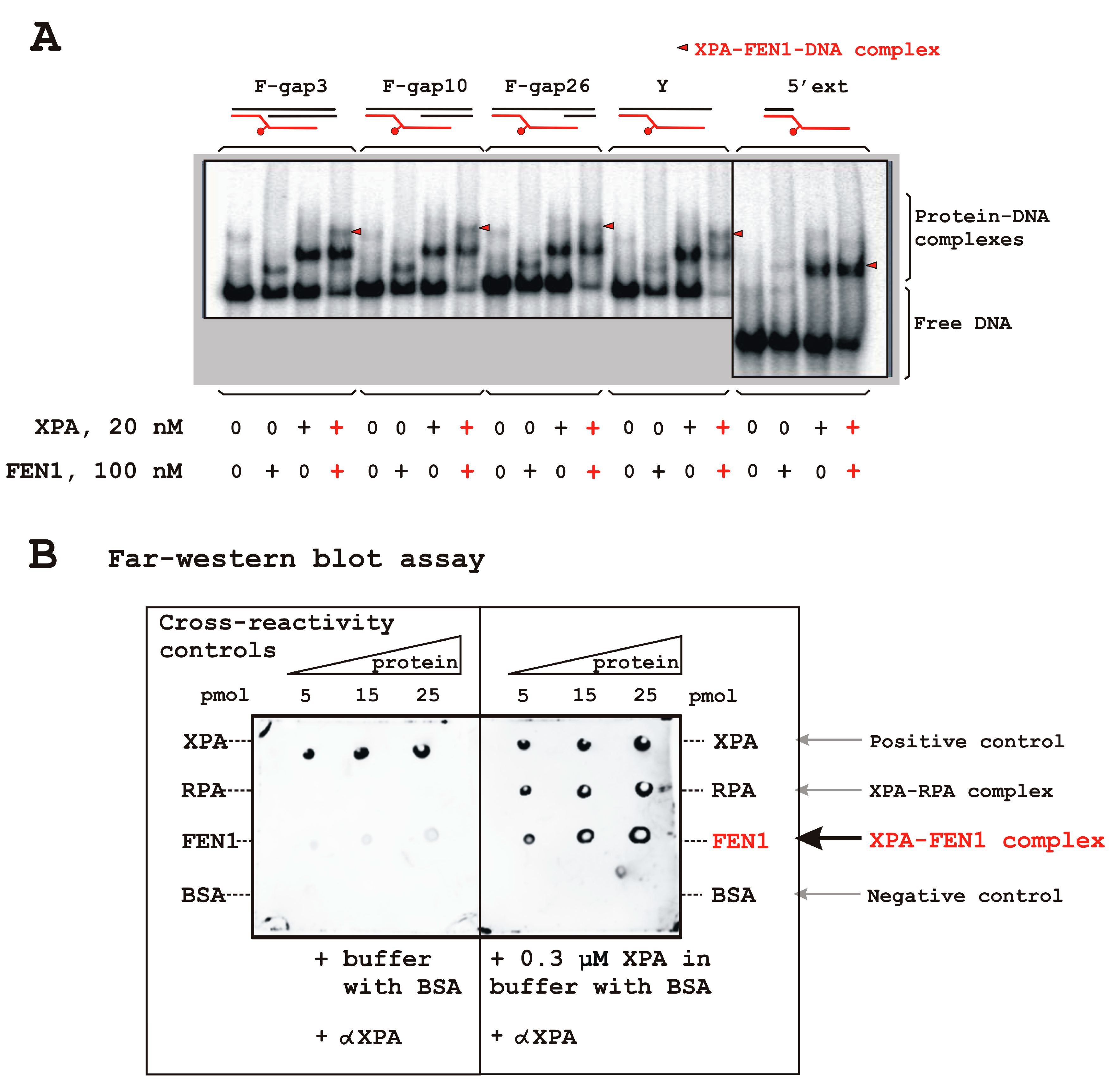 Biomolecules 14 00814 g002