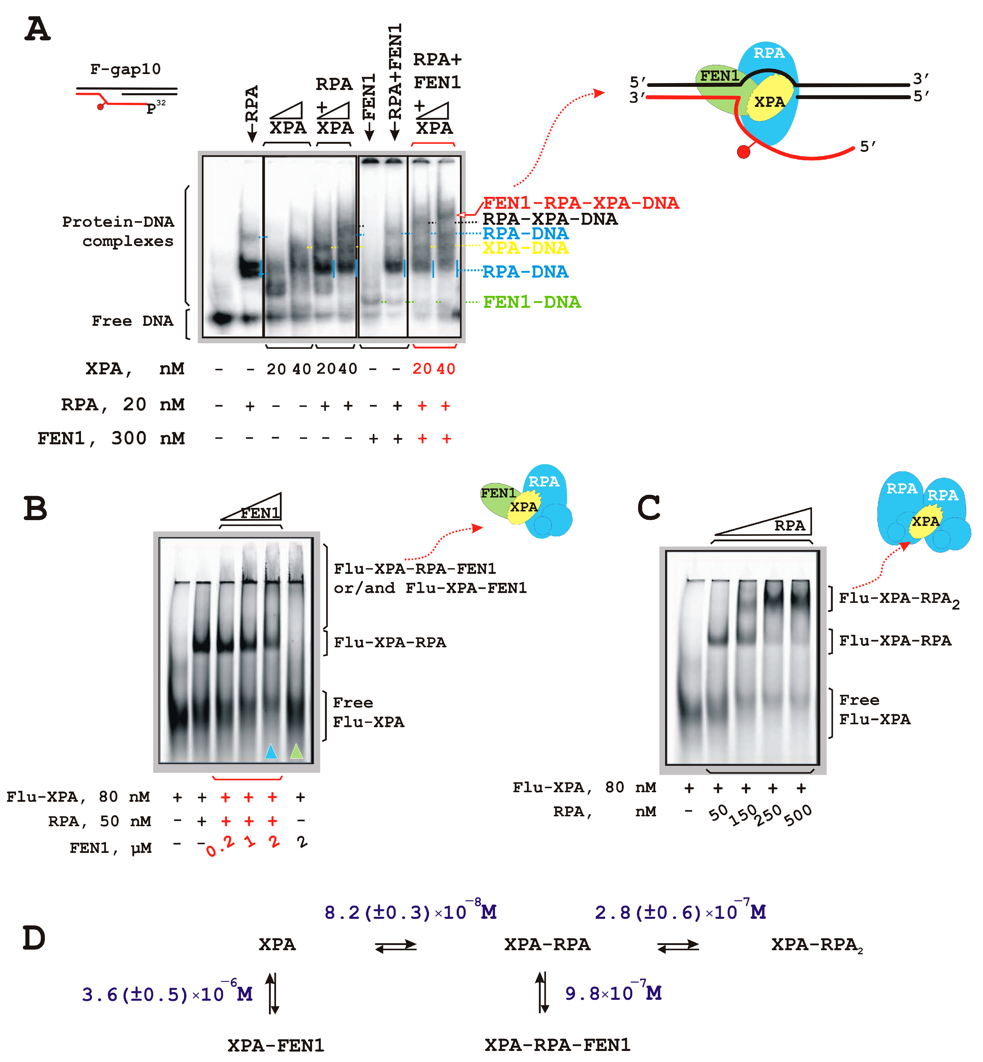 Biomolecules 14 00814 g003