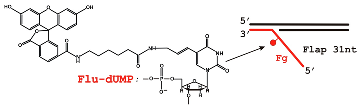 Biomolecules 14 00814 i006