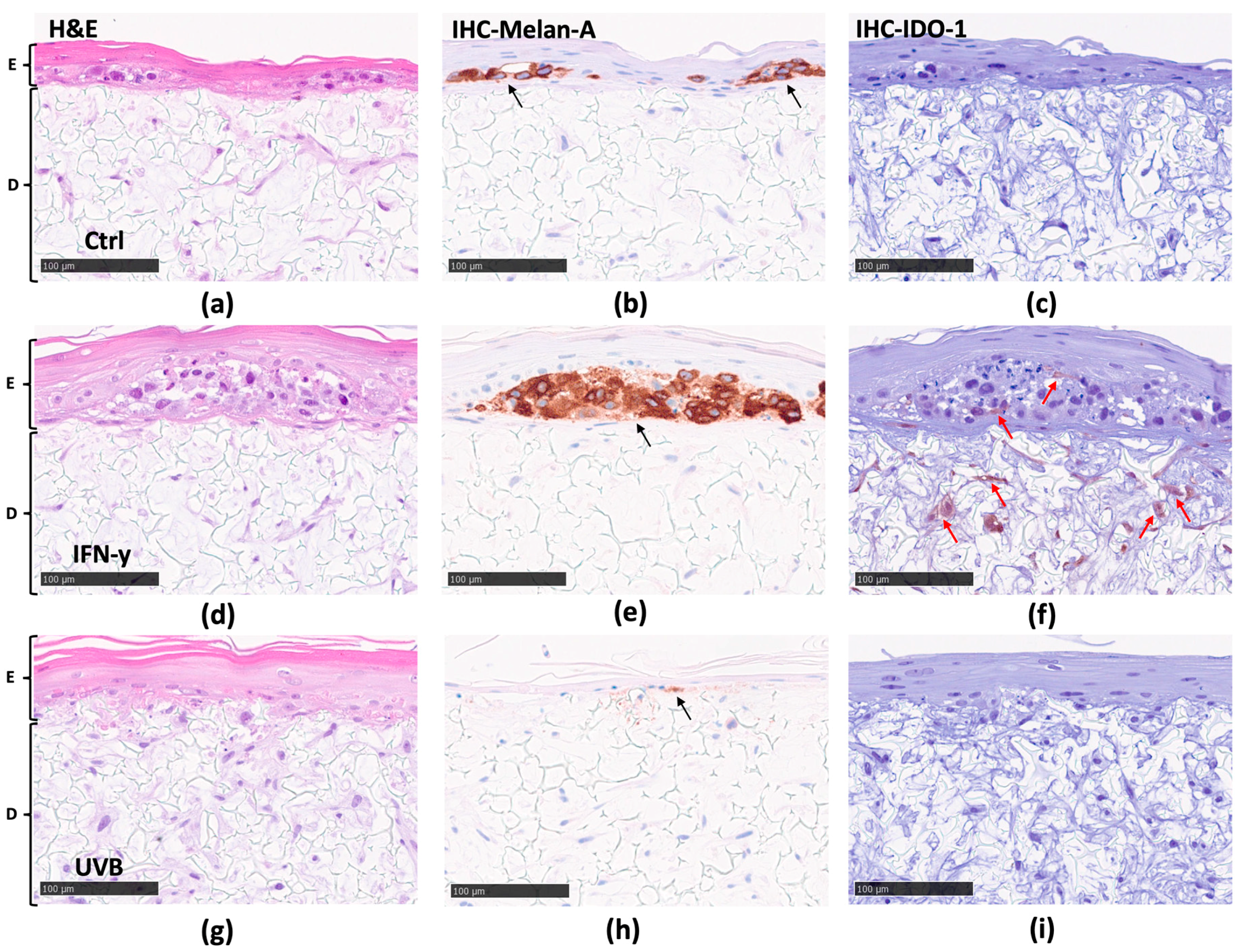 Biomolecules 14 00815 g004