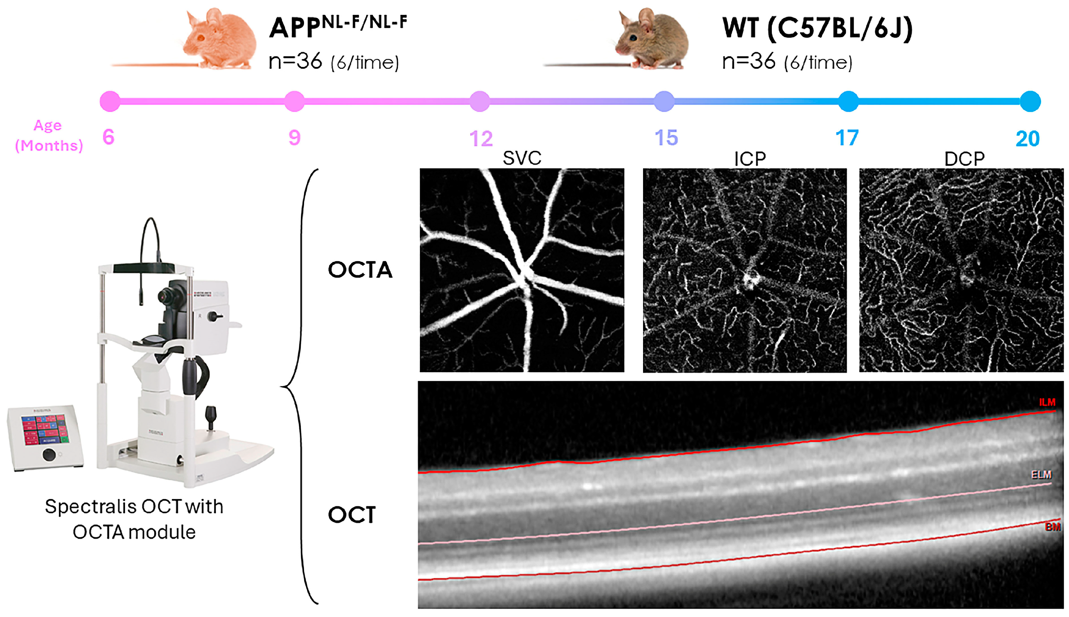 Biomolecules 14 00828 g001 Biomolecules 14 00828 g001