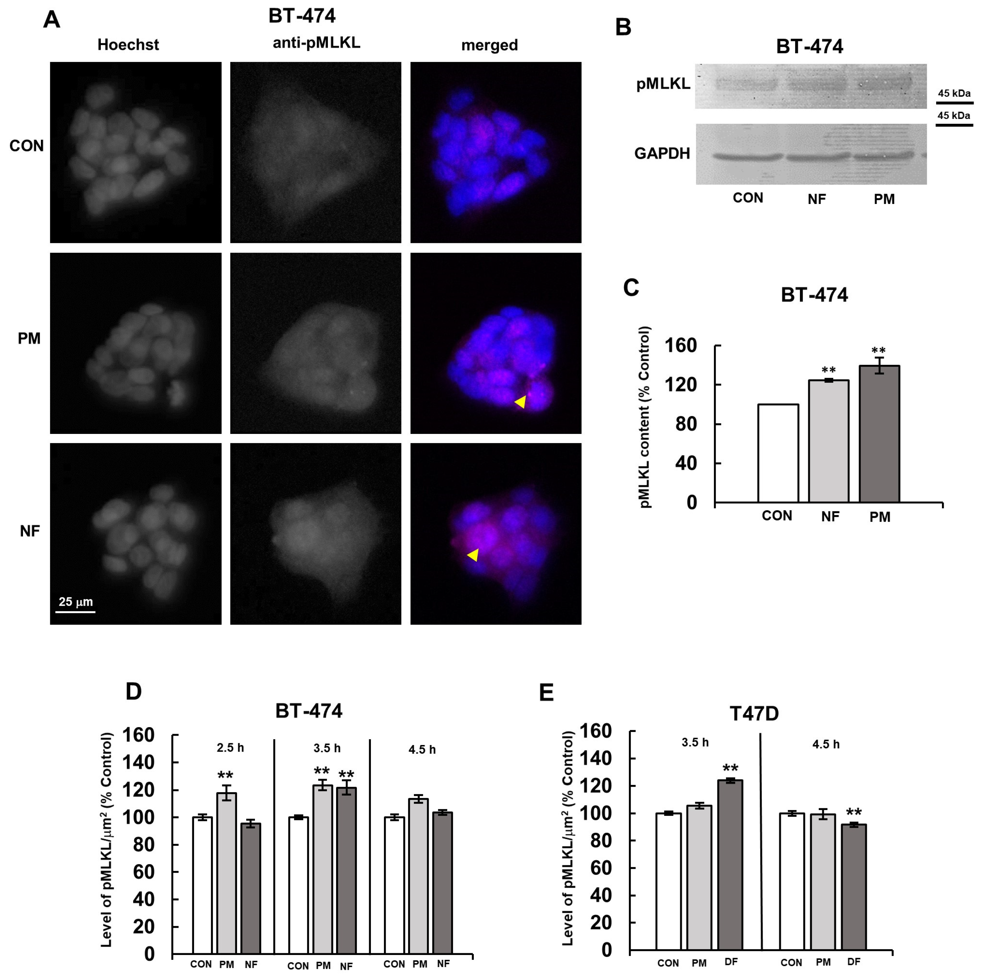 Biomolecules 14 00829 g001