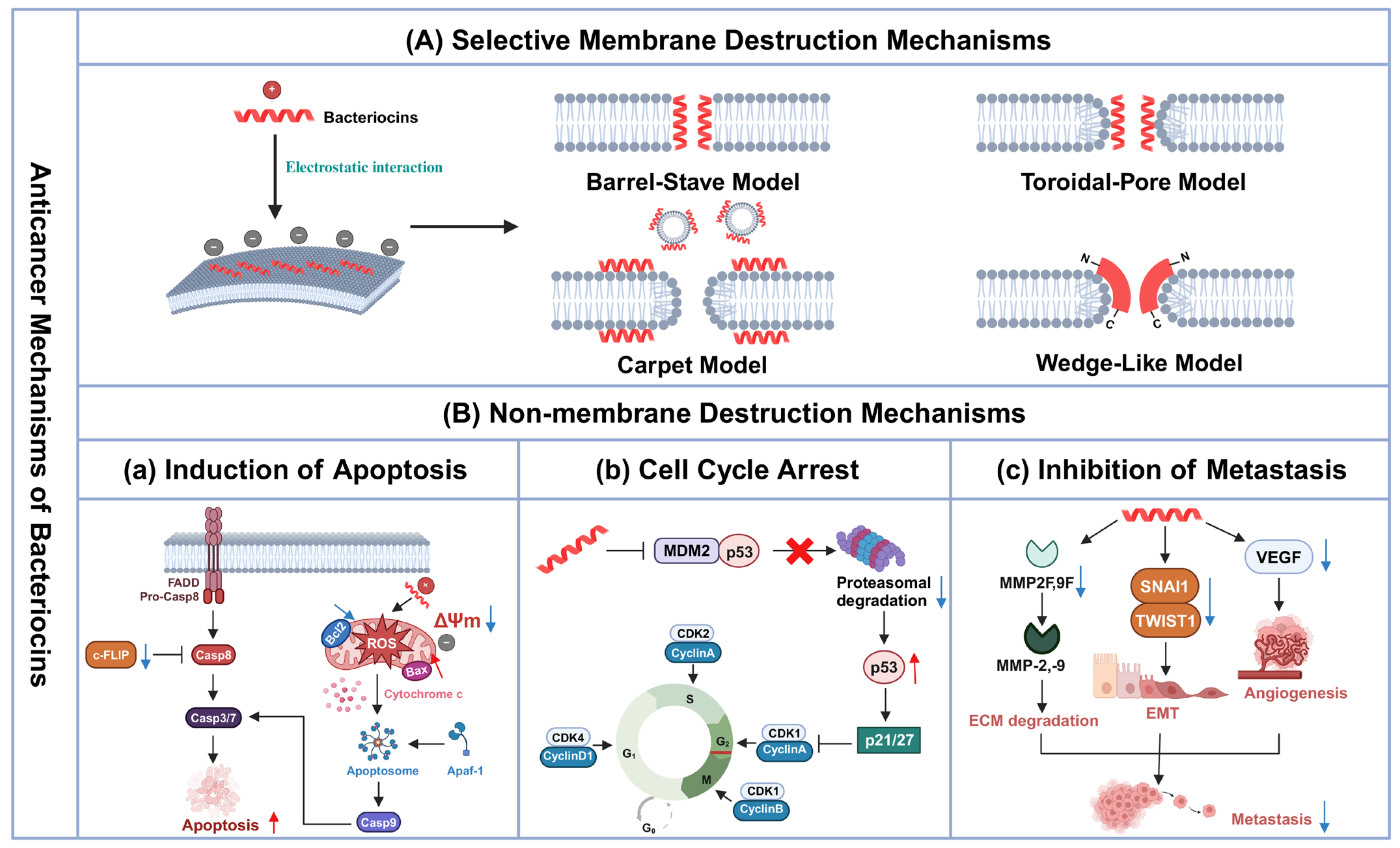 Biomolecules 14 00831 g002 Biomolecules 14 00831 g002