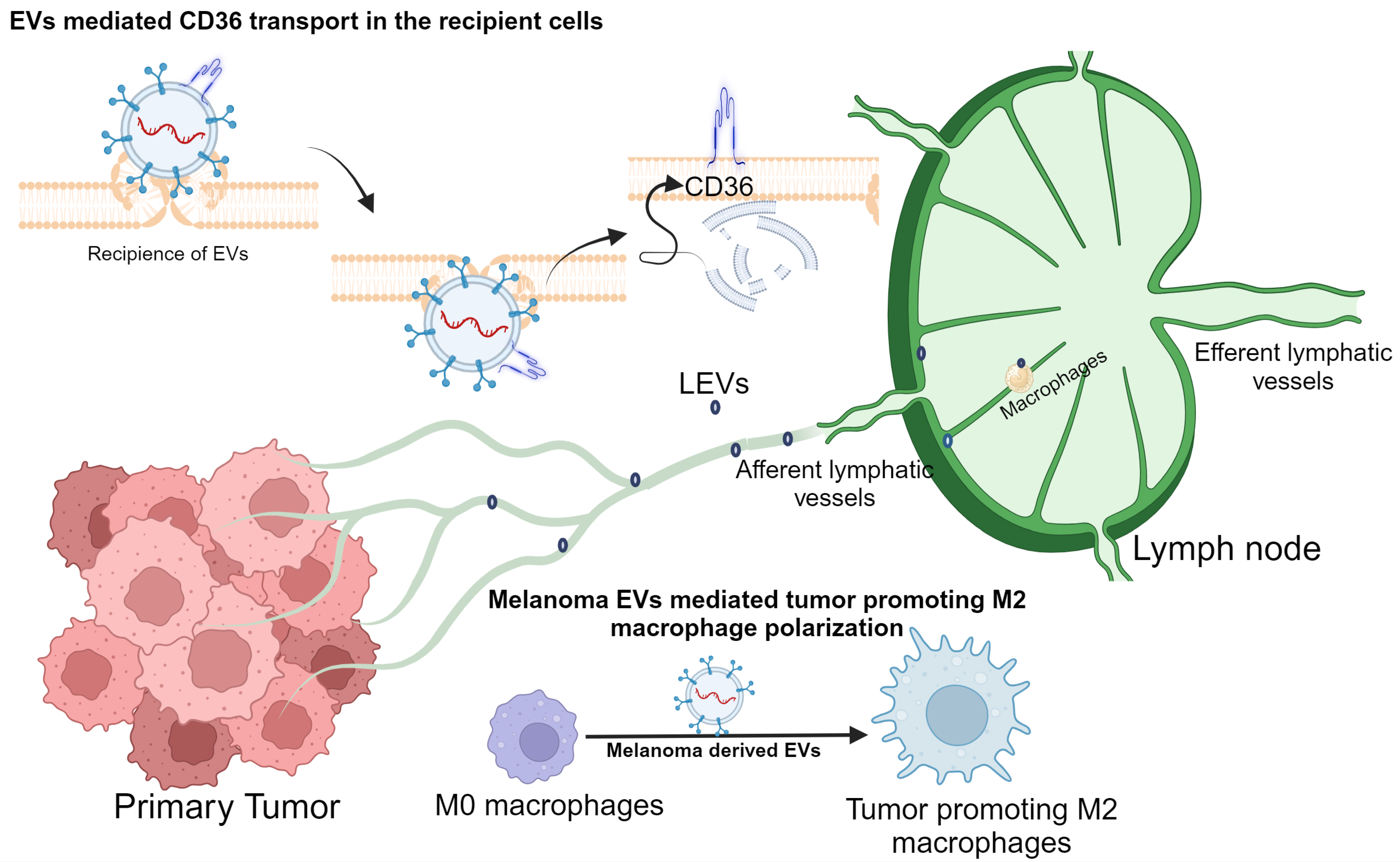 Biomolecules 14 00837 g005