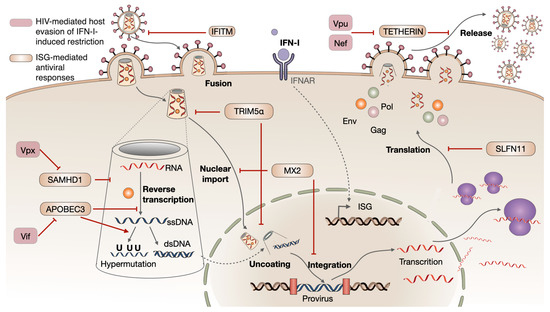 Biomolecules | Free Full-Text | Role of Type I Interferons during ...