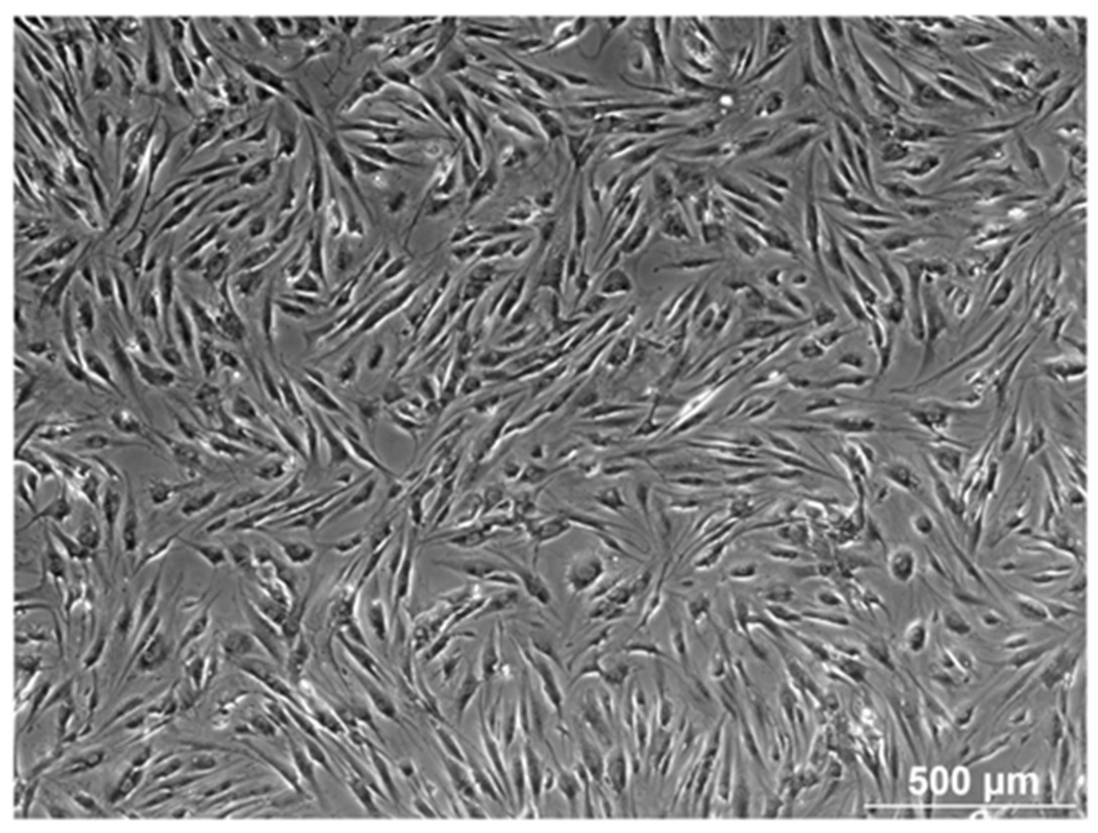 Biomolecules 14 00852 g001 Biomolecules 14 00852 g001