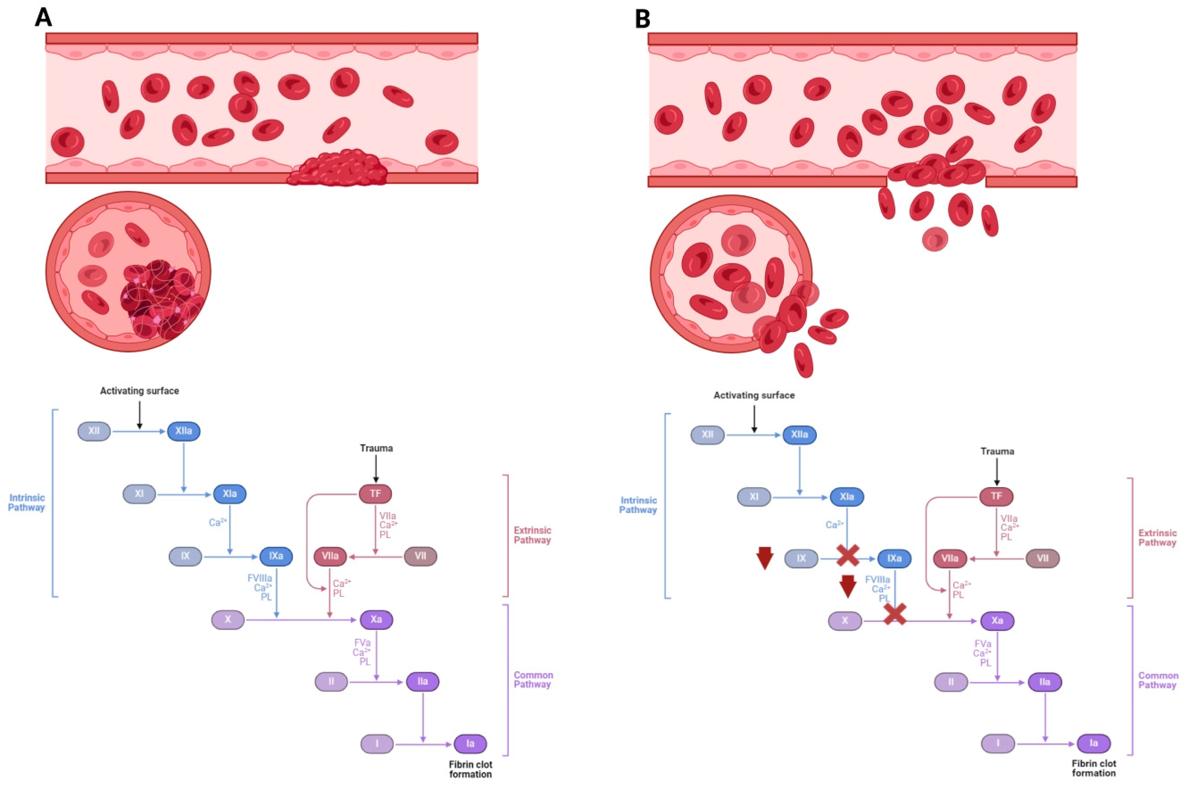 Biomolecules 14 00854 g001 Biomolecules 14 00854 g001