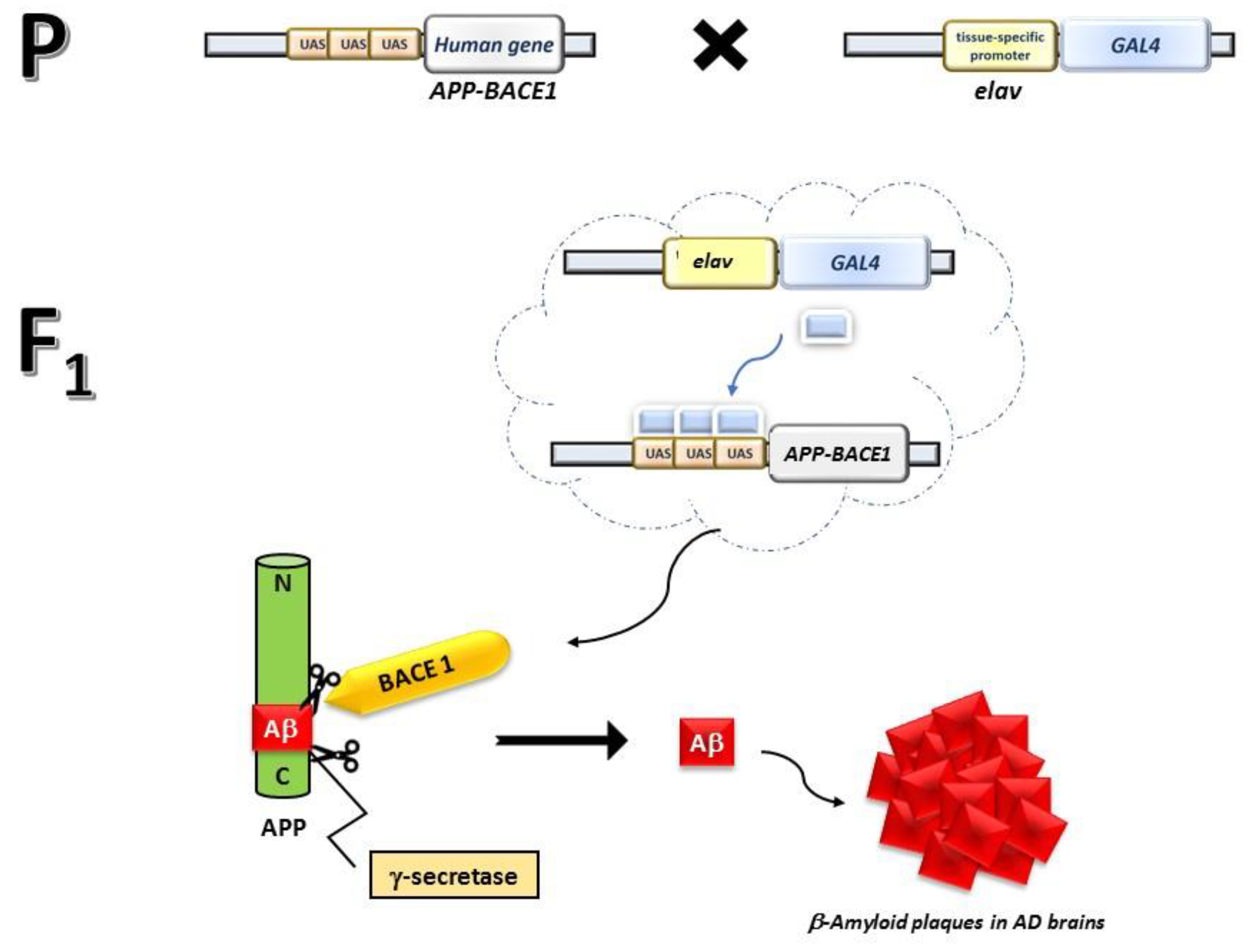 Biomolecules 14 00855 g001 Biomolecules 14 00855 g001