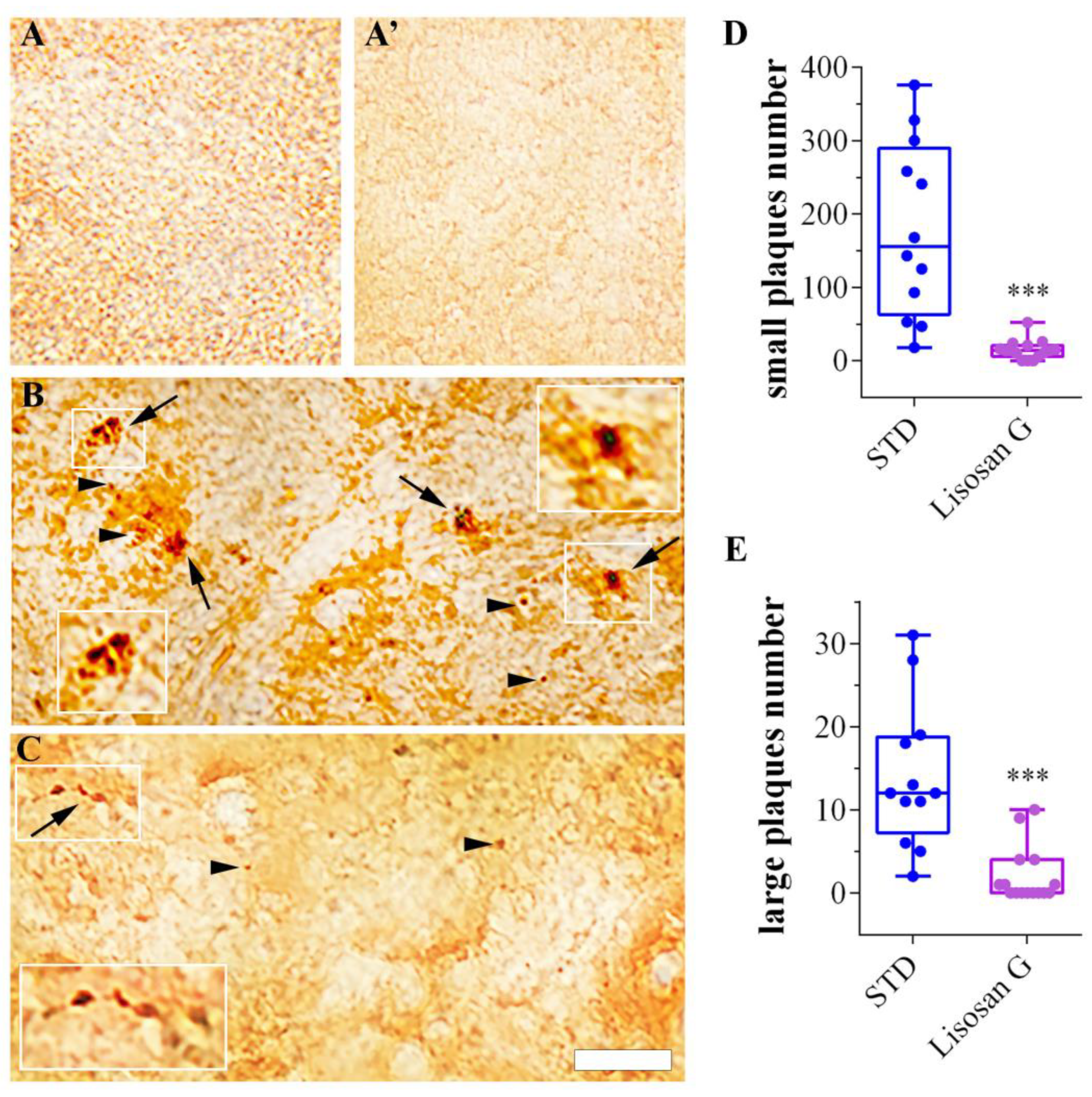 Biomolecules 14 00855 g002 Biomolecules 14 00855 g002