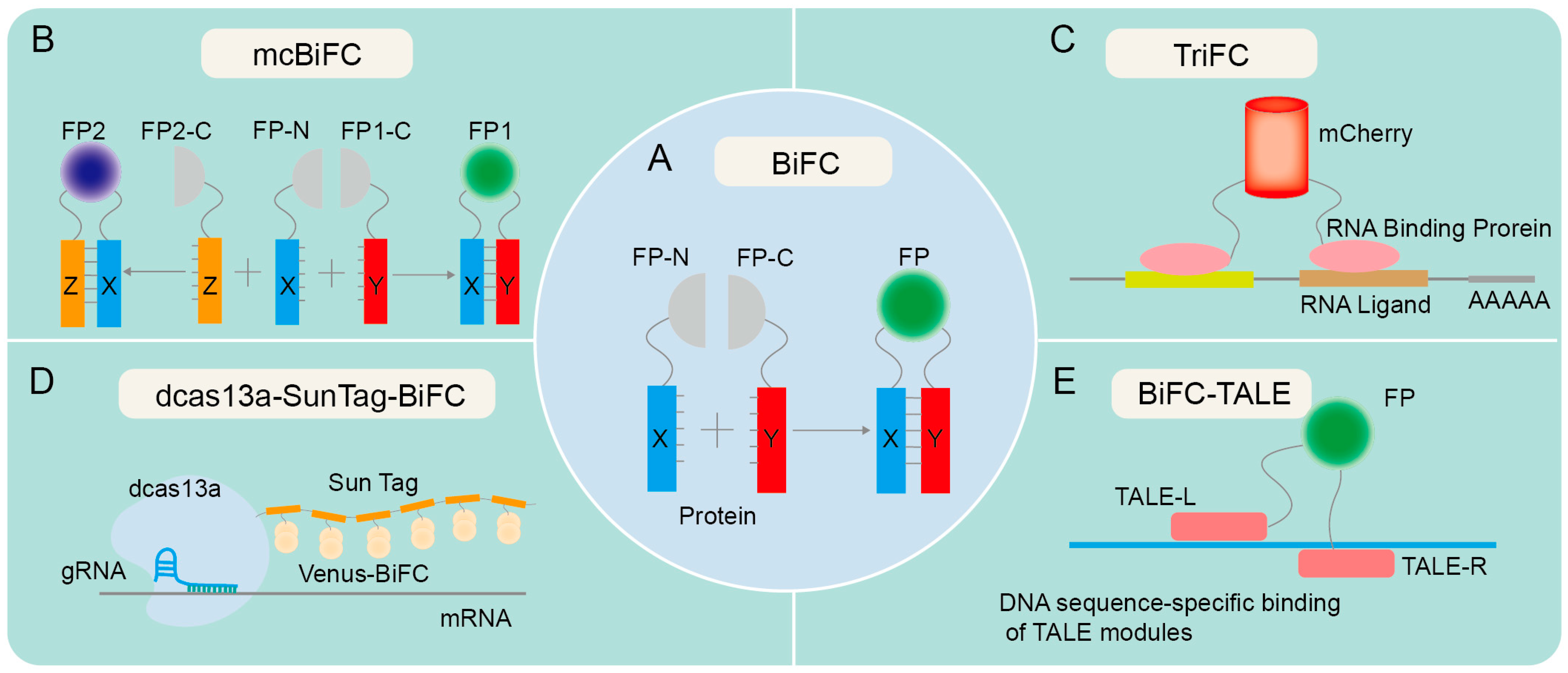 Biomolecules 14 00859 g001 Biomolecules 14 00859 g001