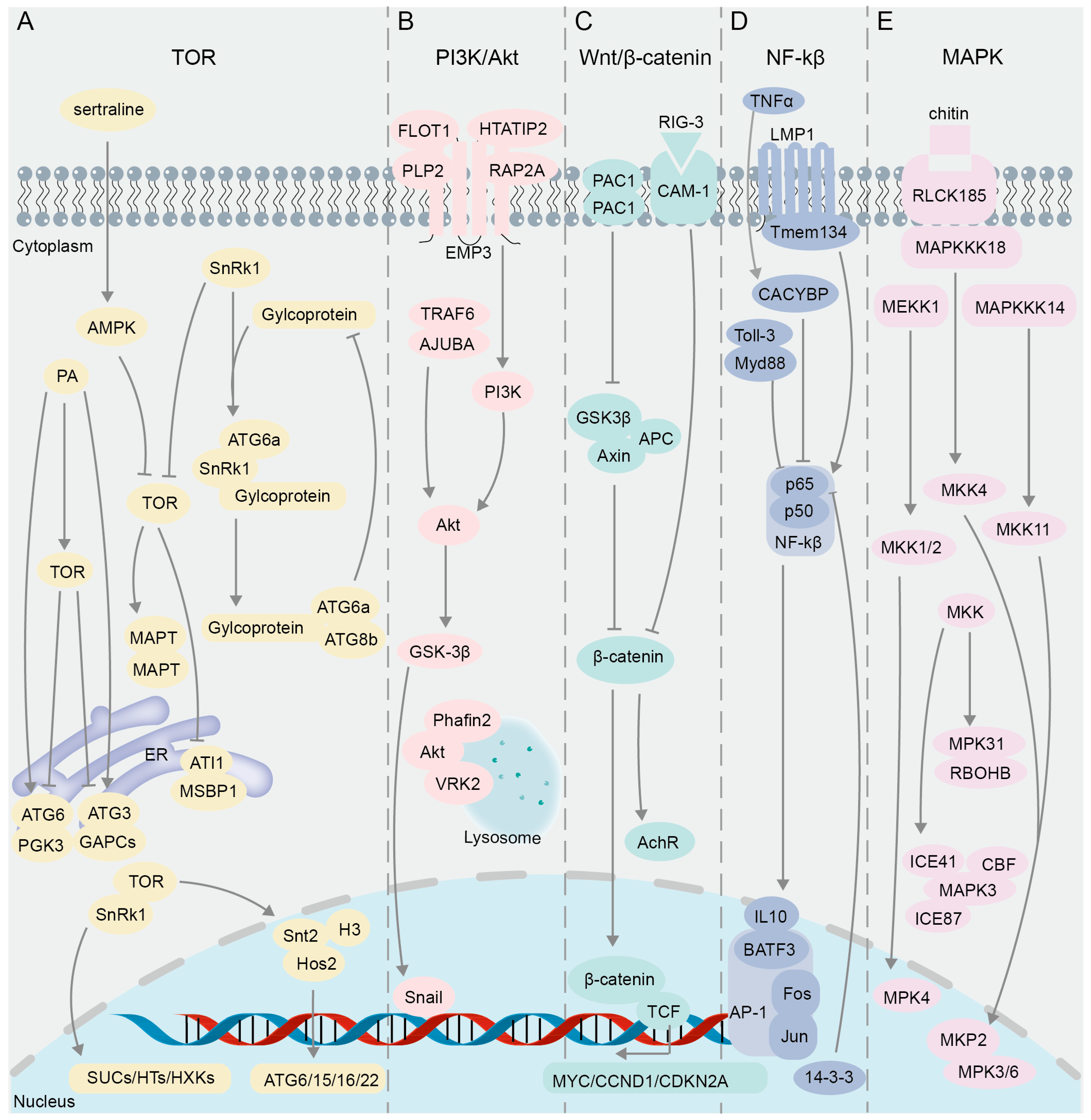 Biomolecules 14 00859 g003 Biomolecules 14 00859 g003