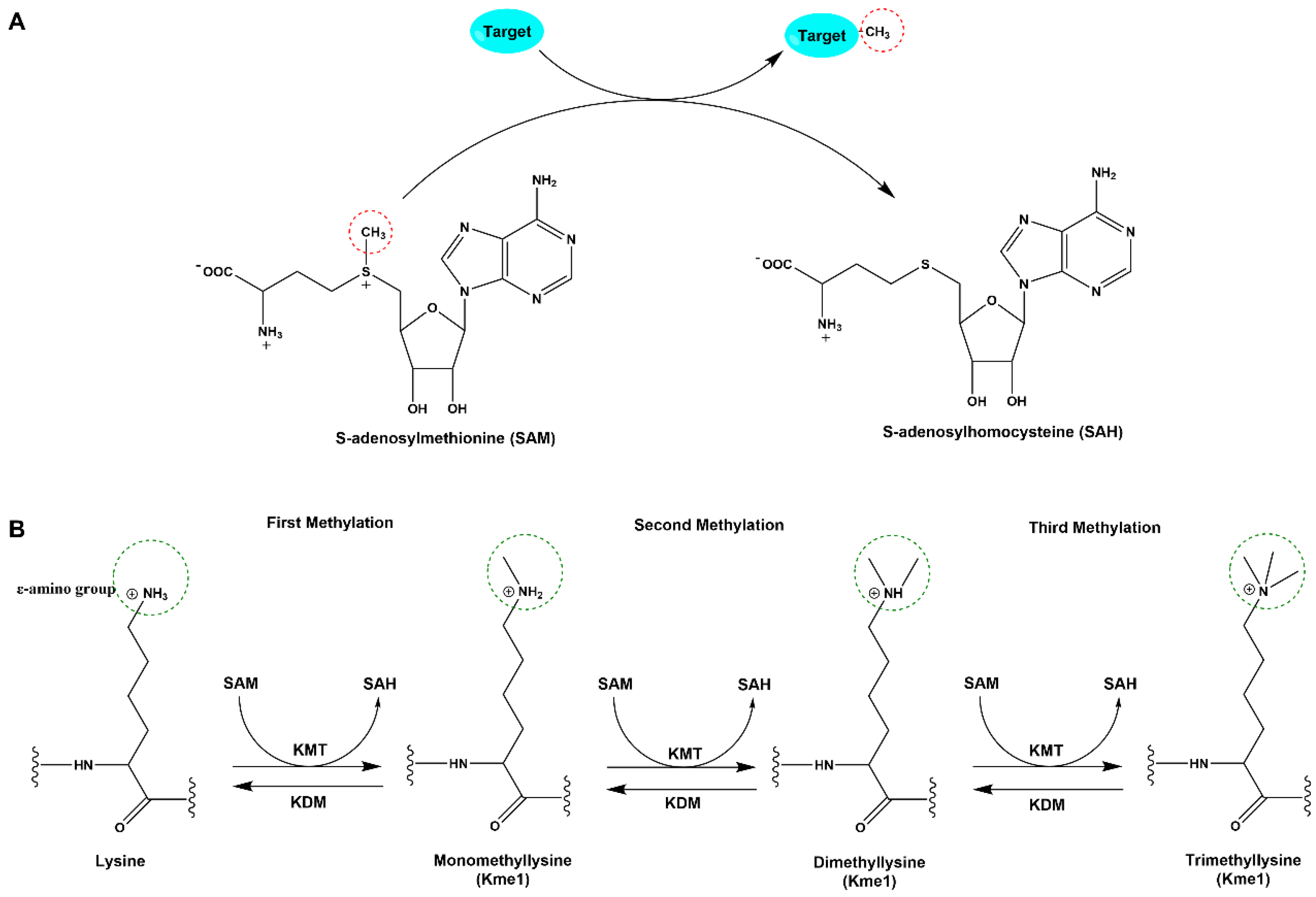 Biomolecules 14 00862 g001 Biomolecules 14 00862 g001