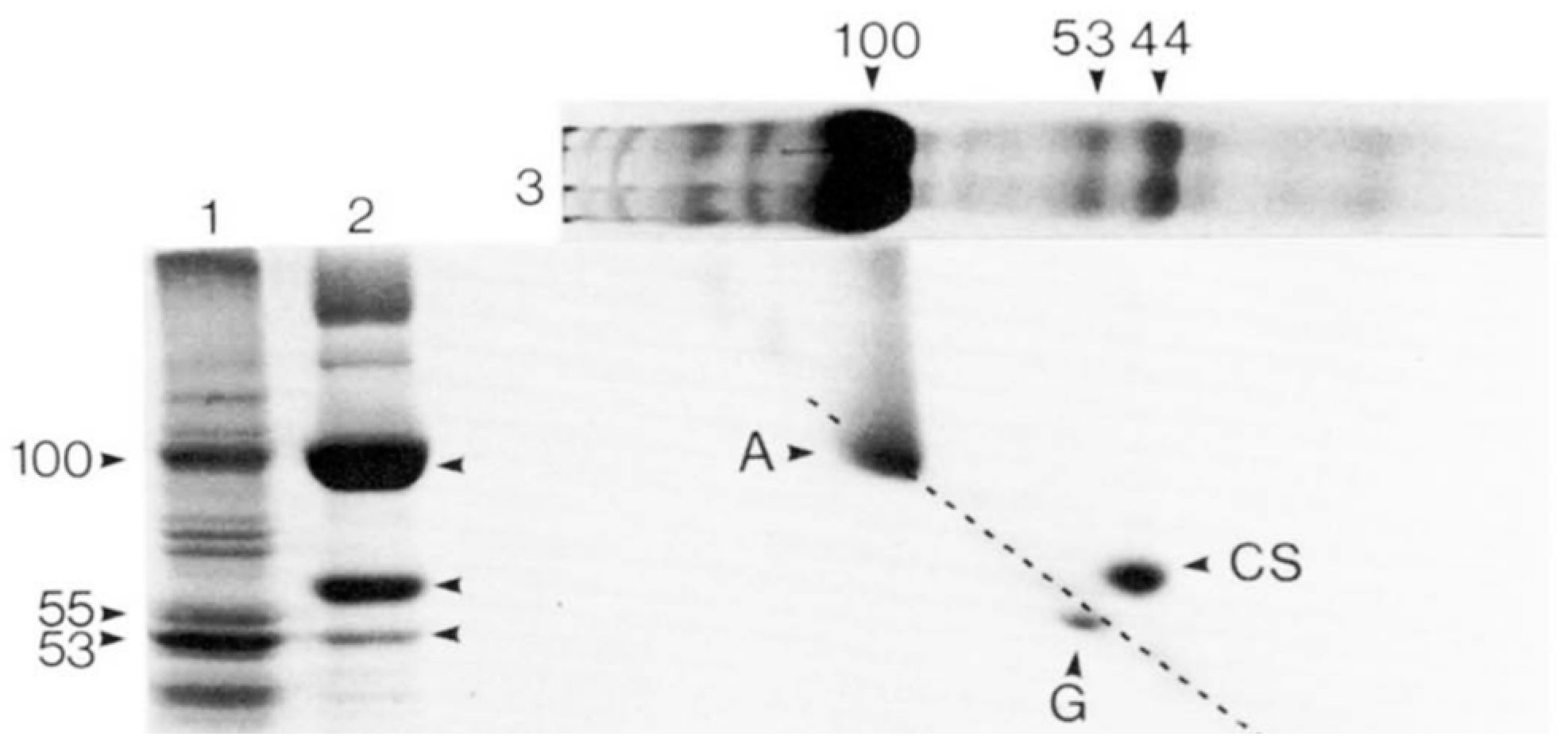 Biomolecules 14 00866 g002