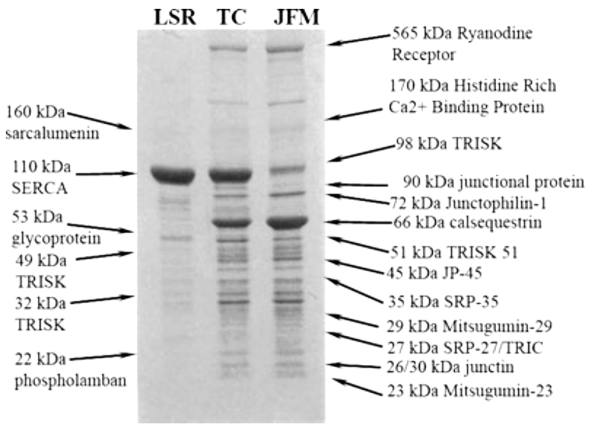 Biomolecules 14 00866 g004