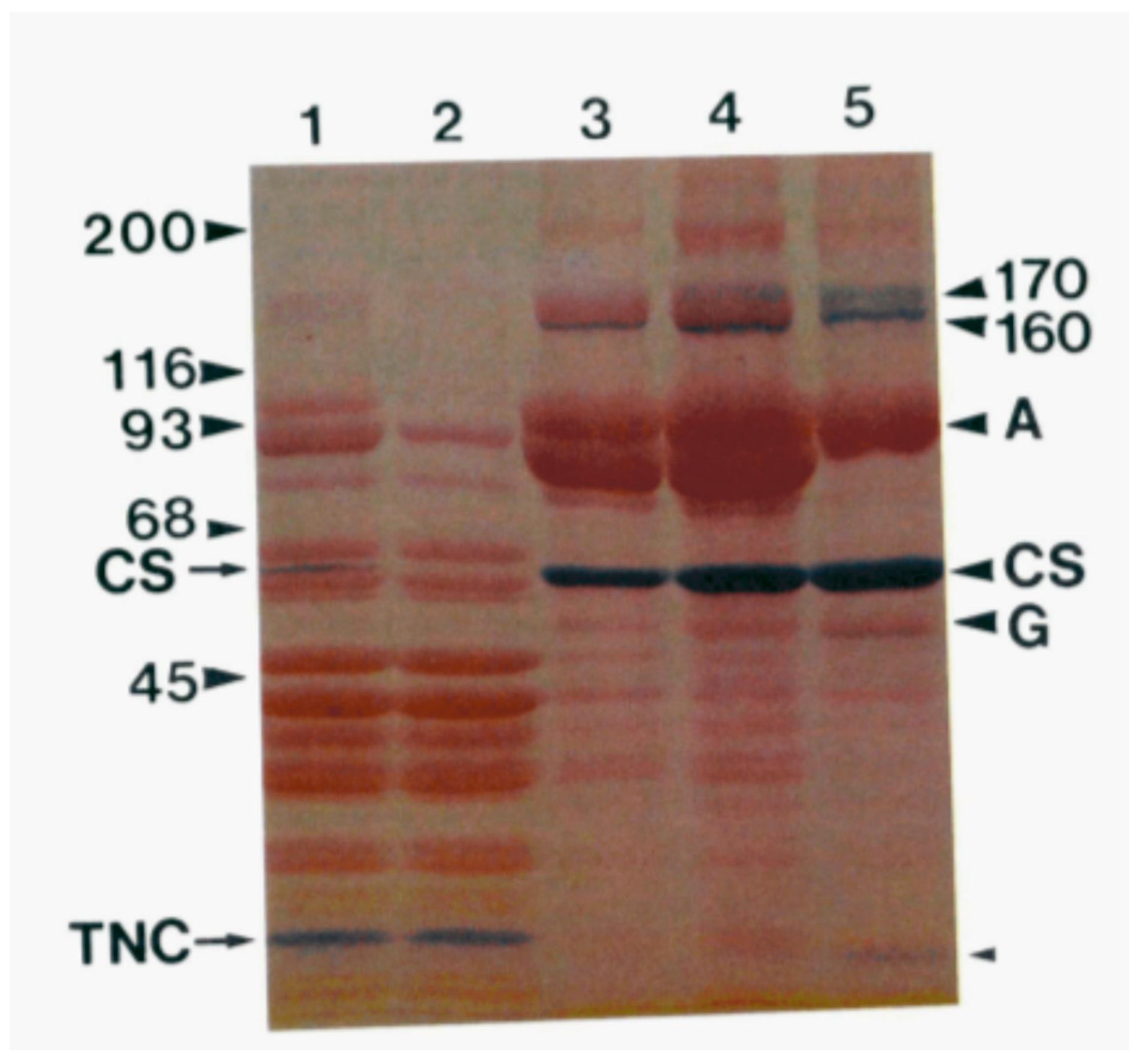 Biomolecules 14 00866 g006