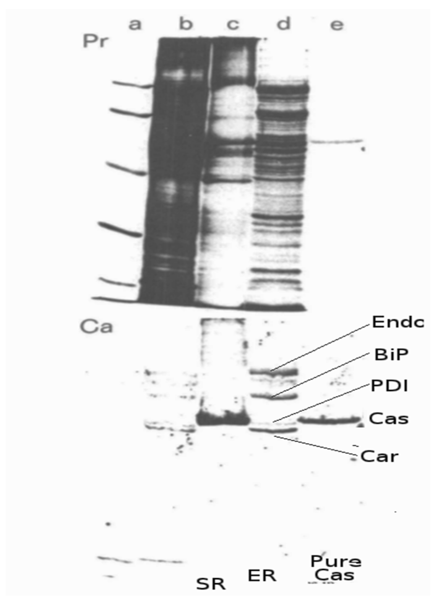 Biomolecules 14 00866 g008