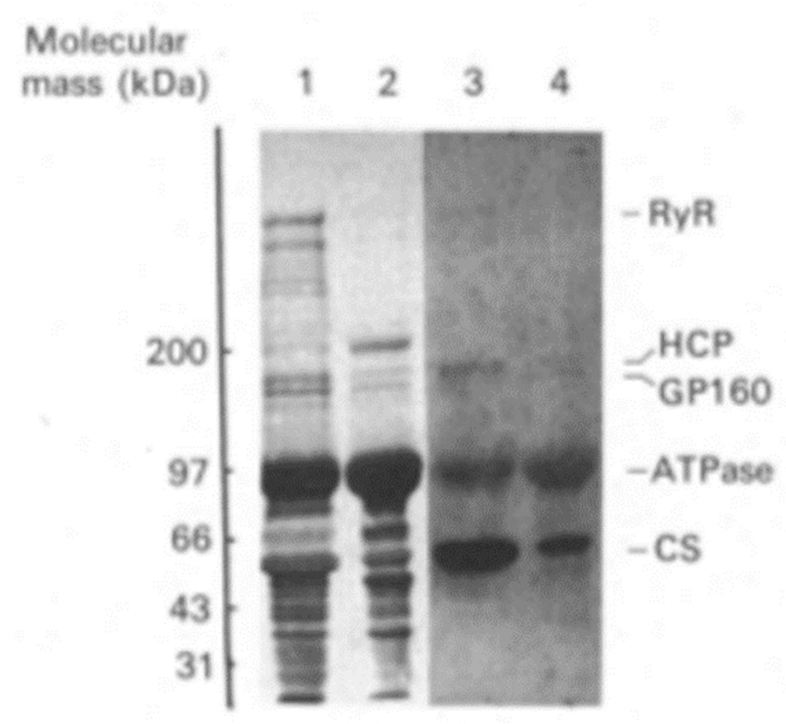Biomolecules 14 00866 g009