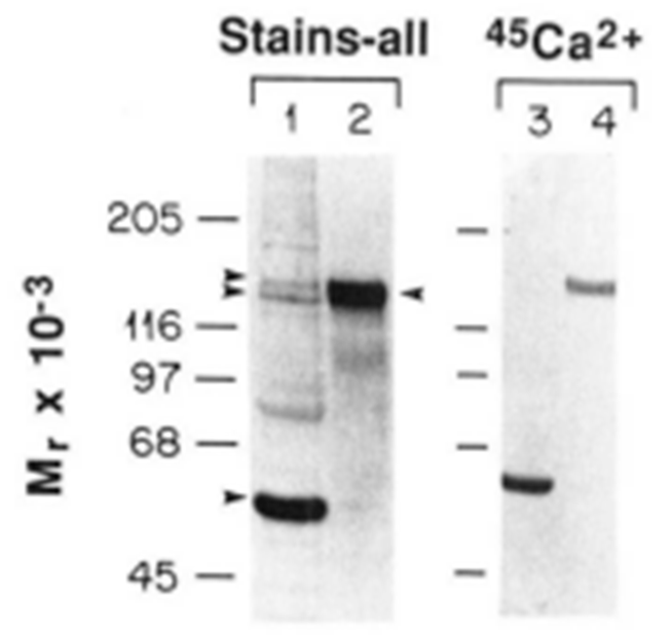 Biomolecules 14 00866 g010