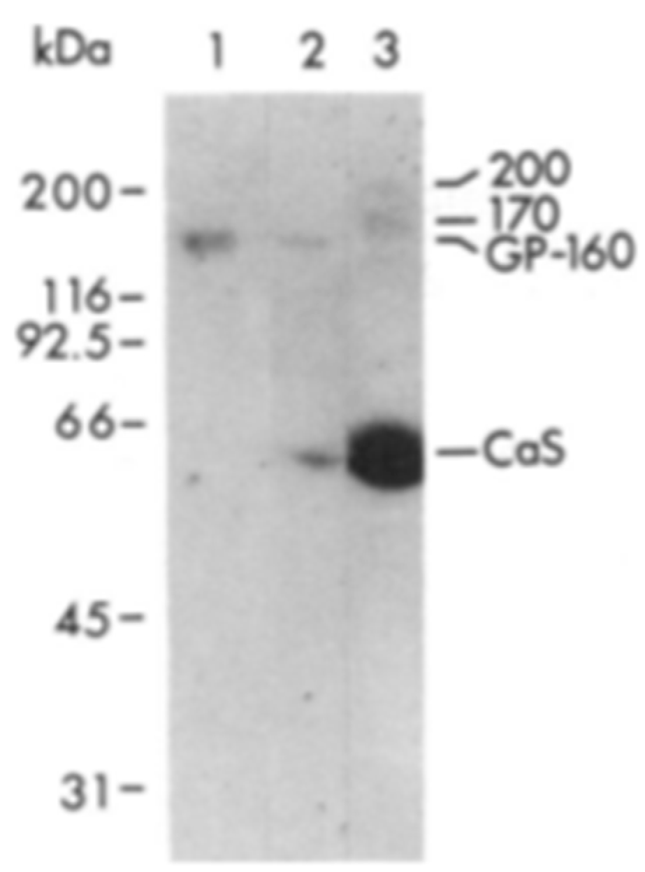 Biomolecules 14 00866 g011