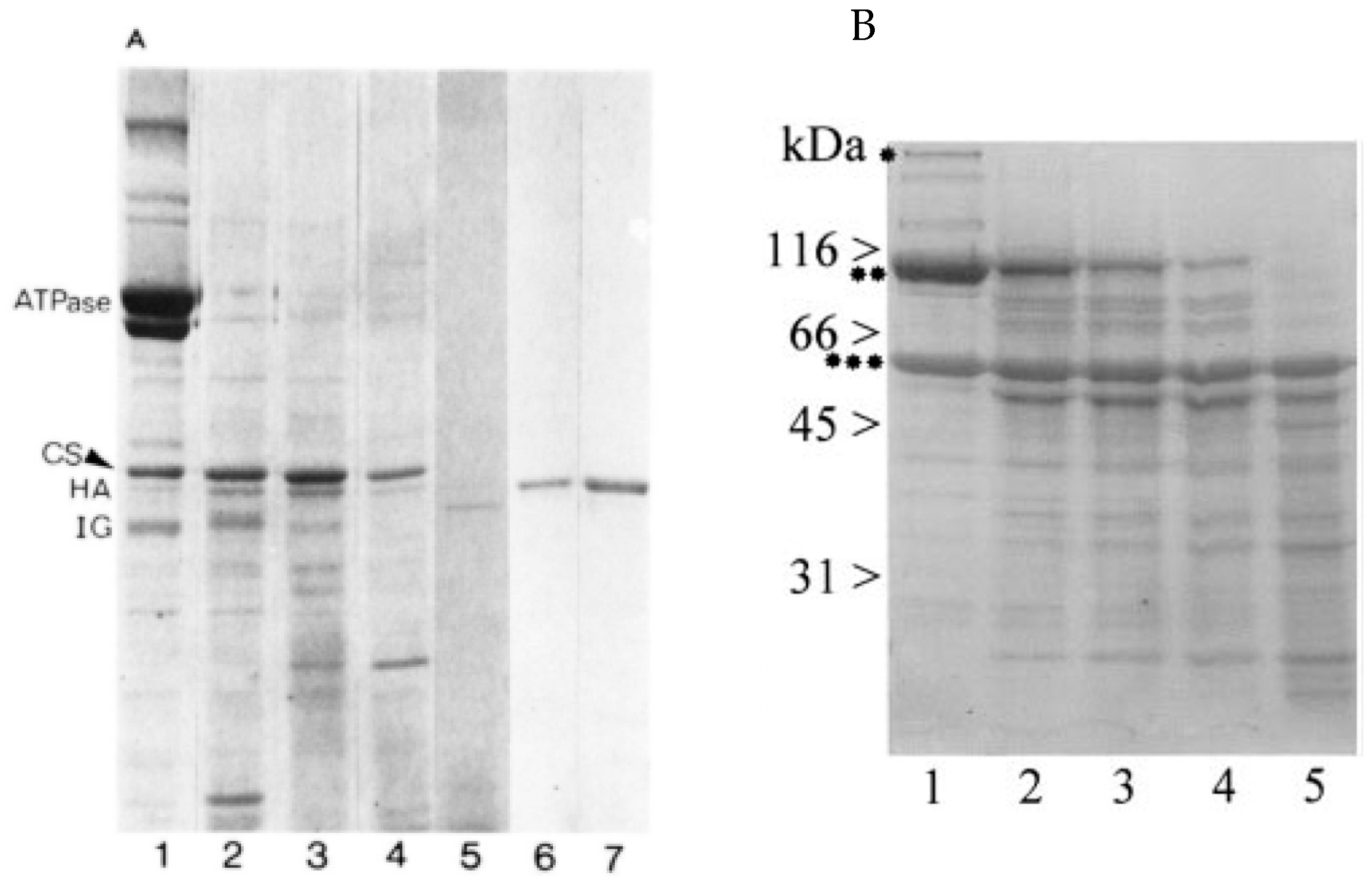 Biomolecules 14 00866 g012