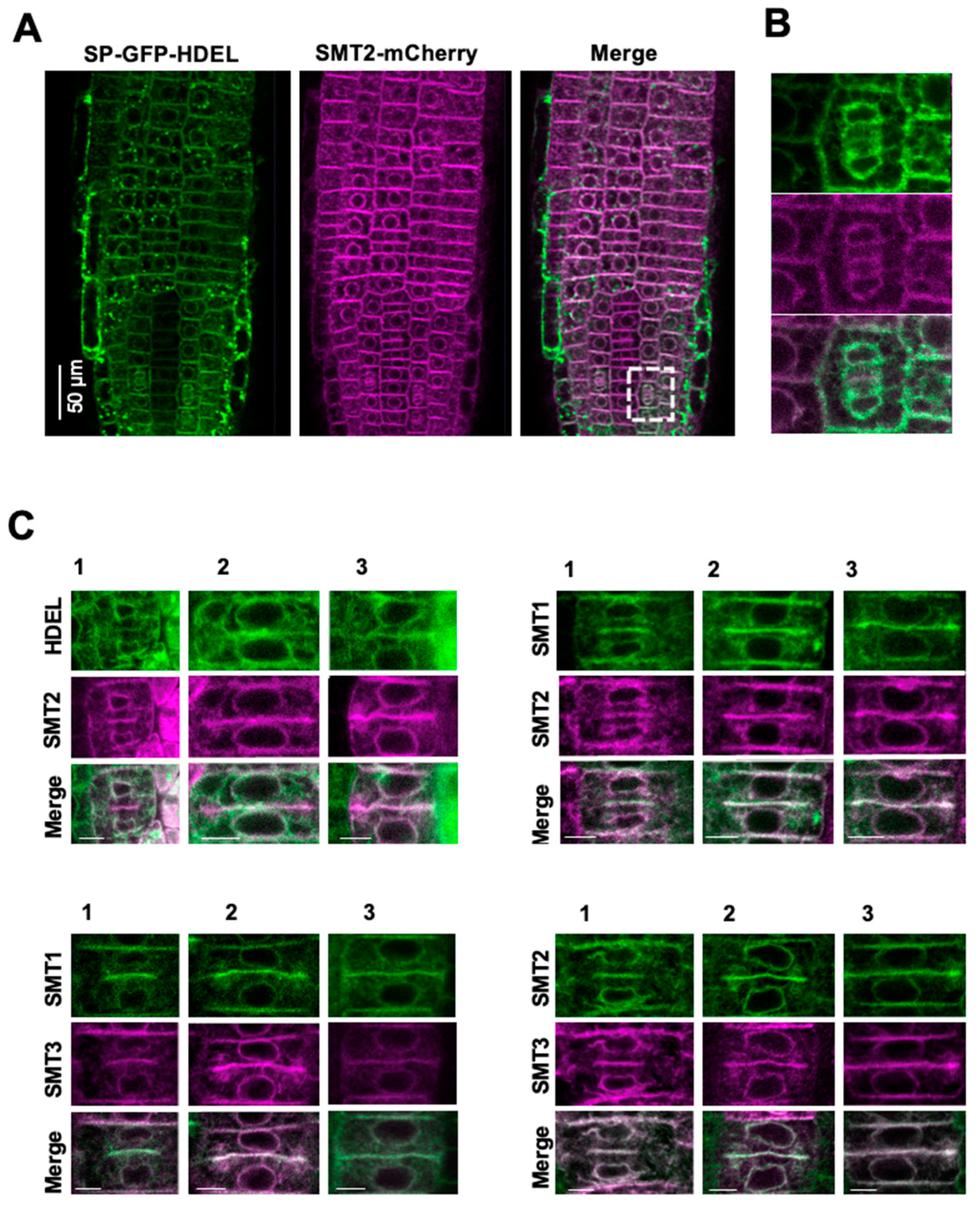 Biomolecules 14 00868 g001