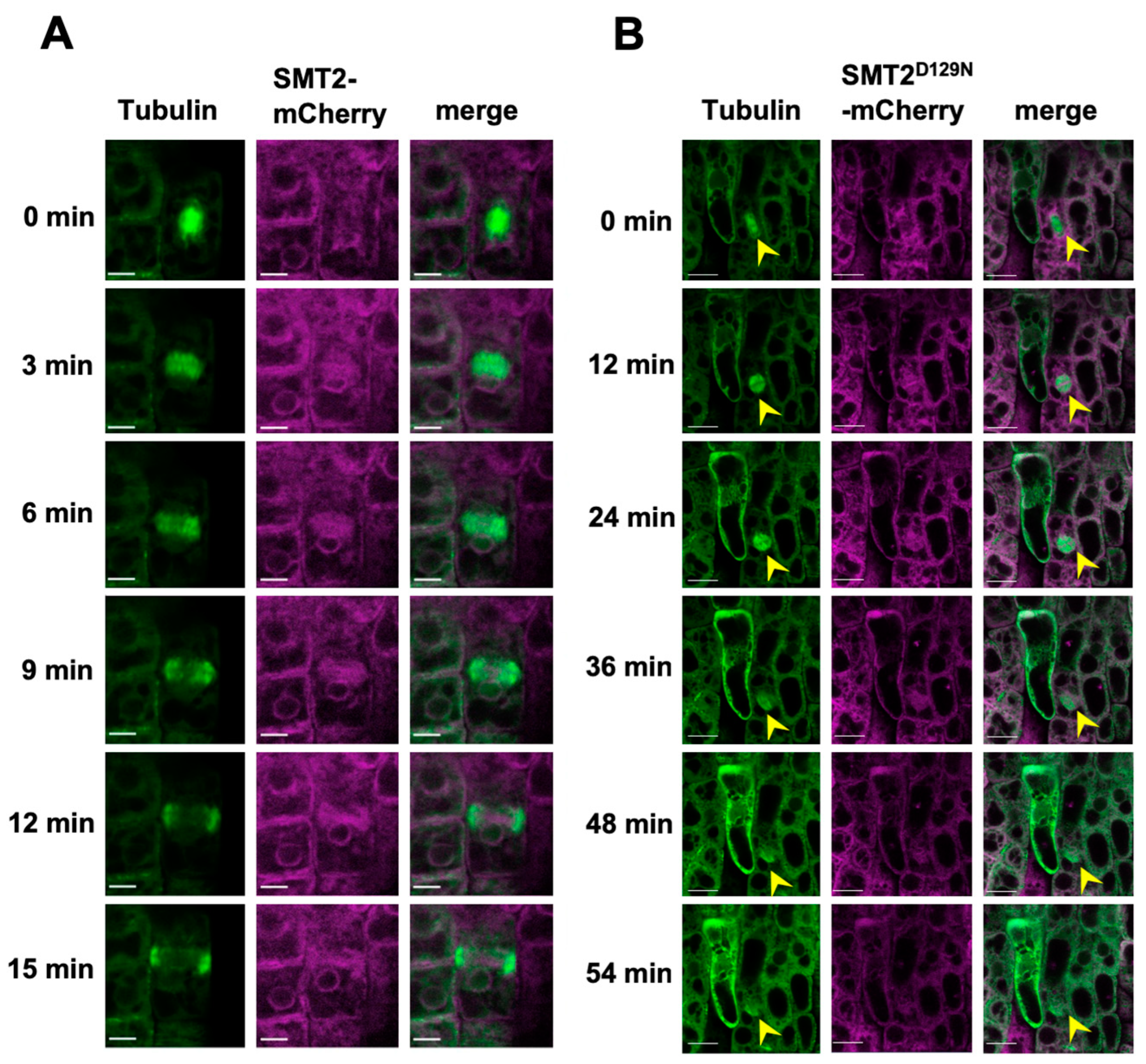 Biomolecules 14 00868 g002