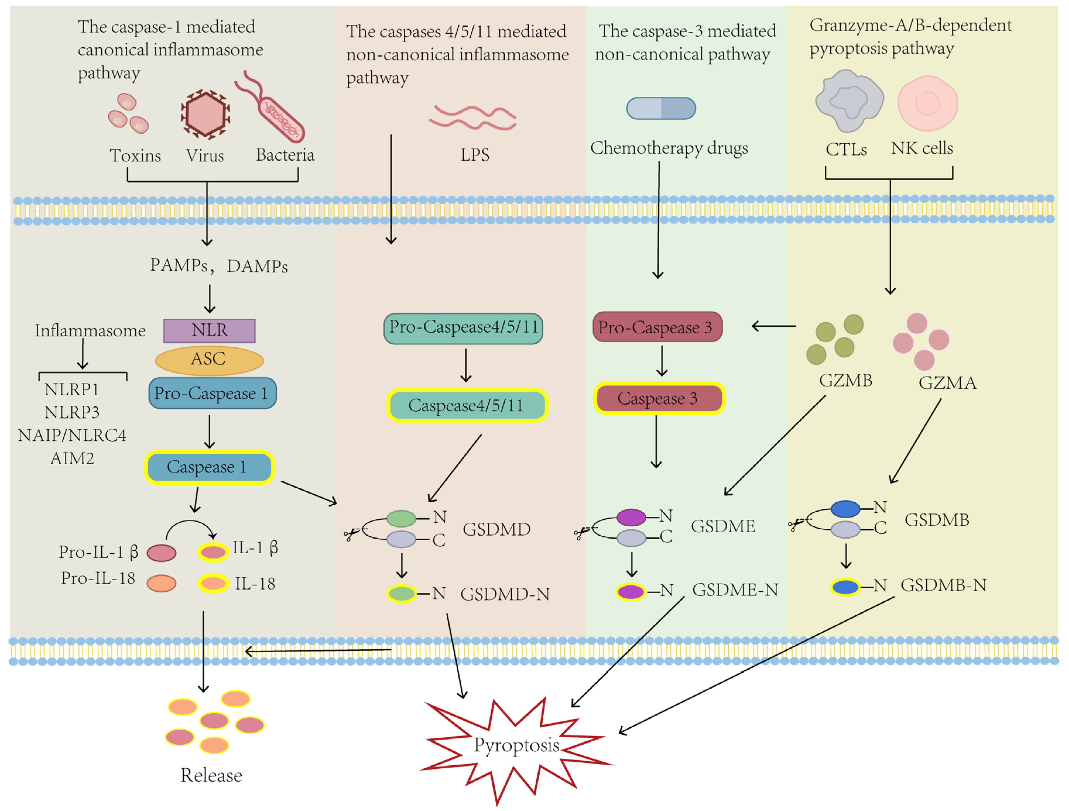 Biomolecules 14 00874 g001 Biomolecules 14 00874 g001