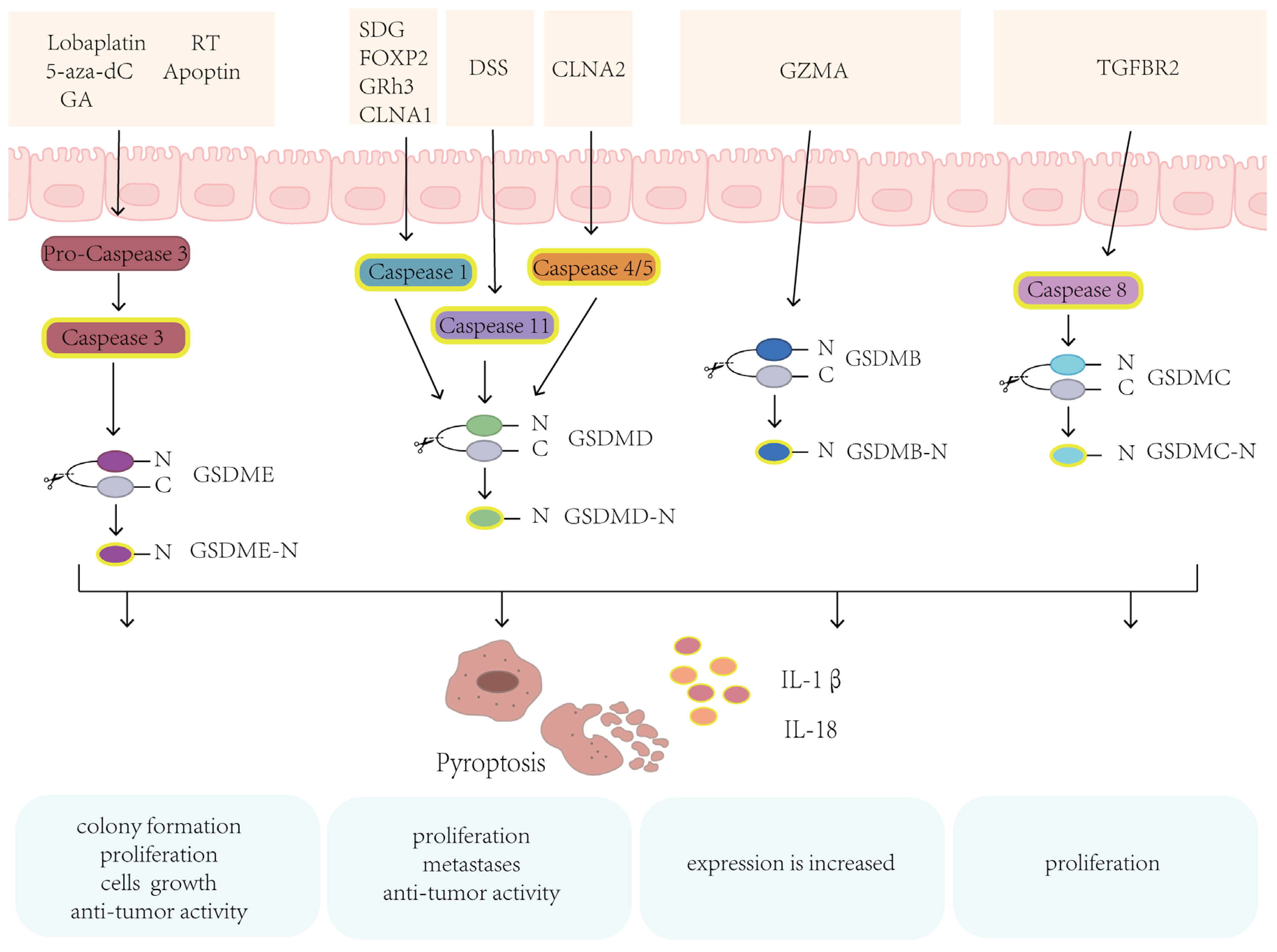 Biomolecules 14 00874 g002 Biomolecules 14 00874 g002