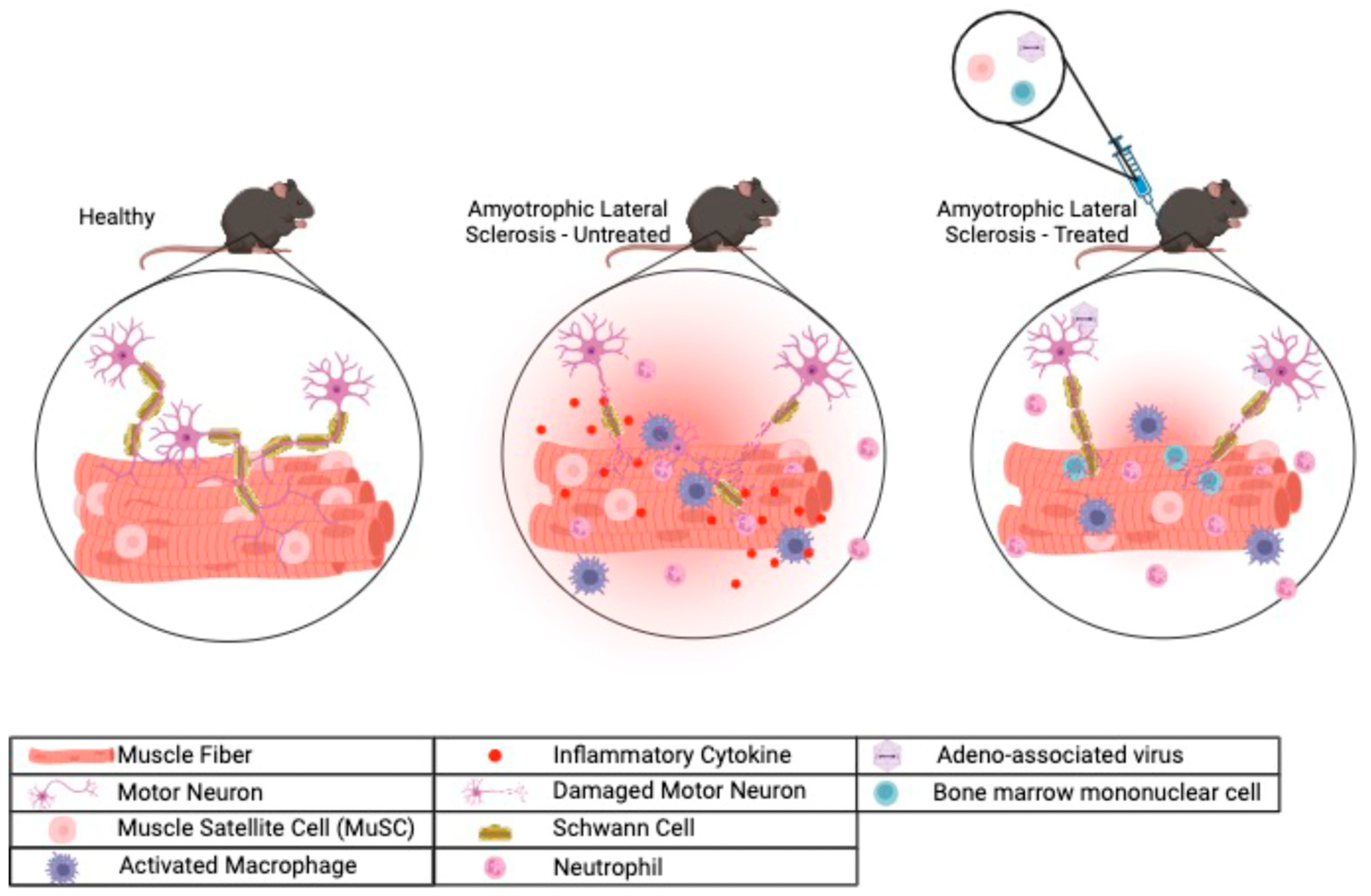 Therapeutics Targeting Skeletal Muscle in Amyotrophic Lateral 