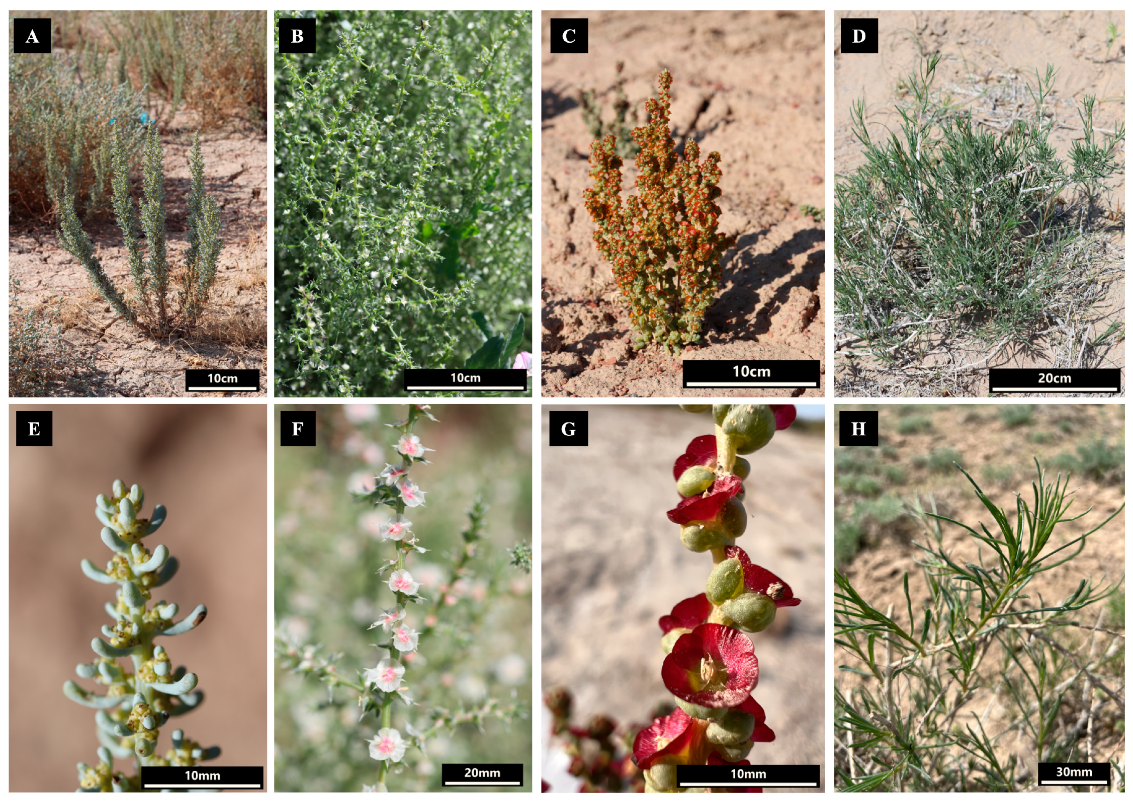 Biomolecules 14 00890 g001 Biomolecules 14 00890 g001