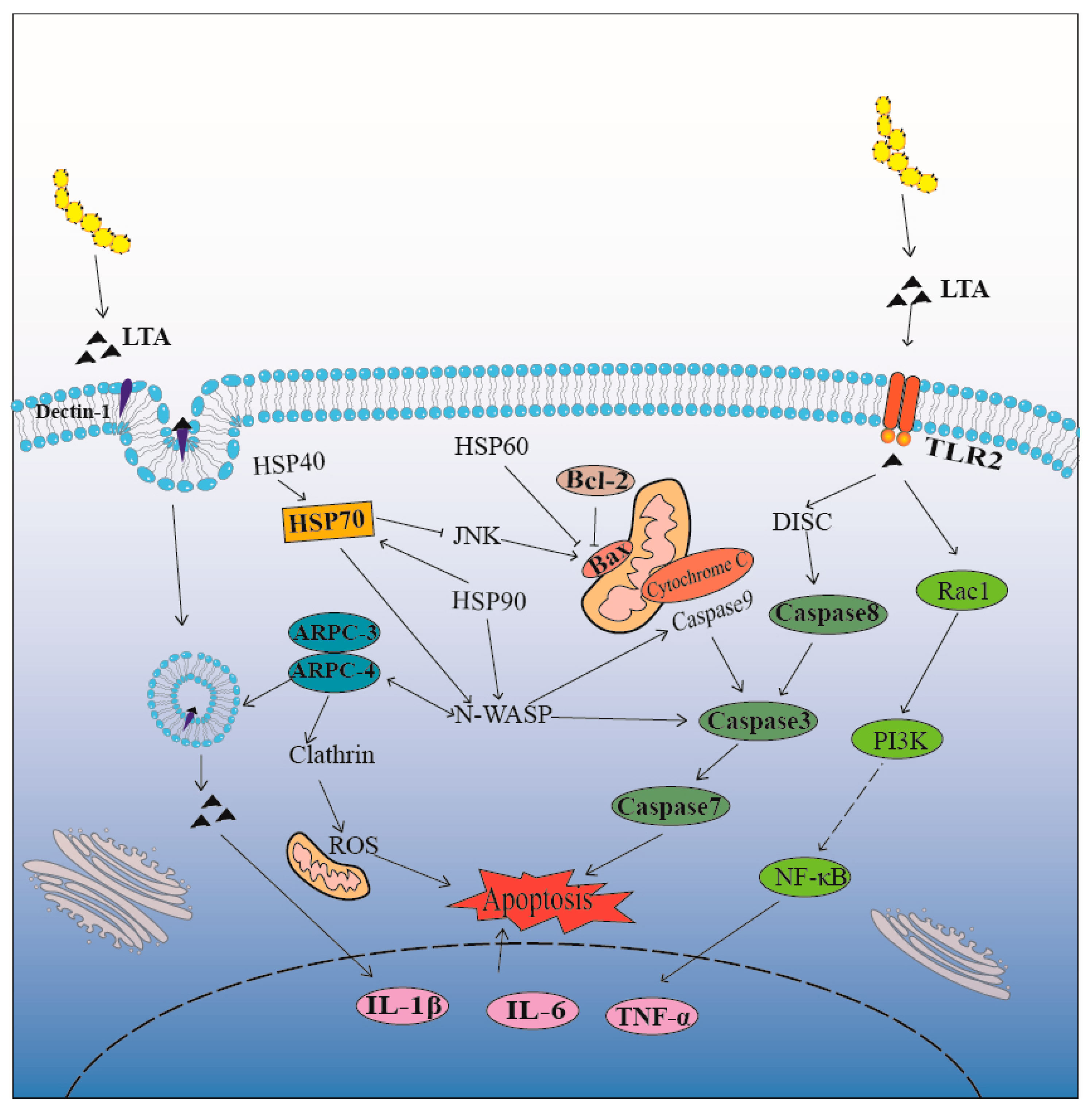 Biomolecules 14 00901 g006