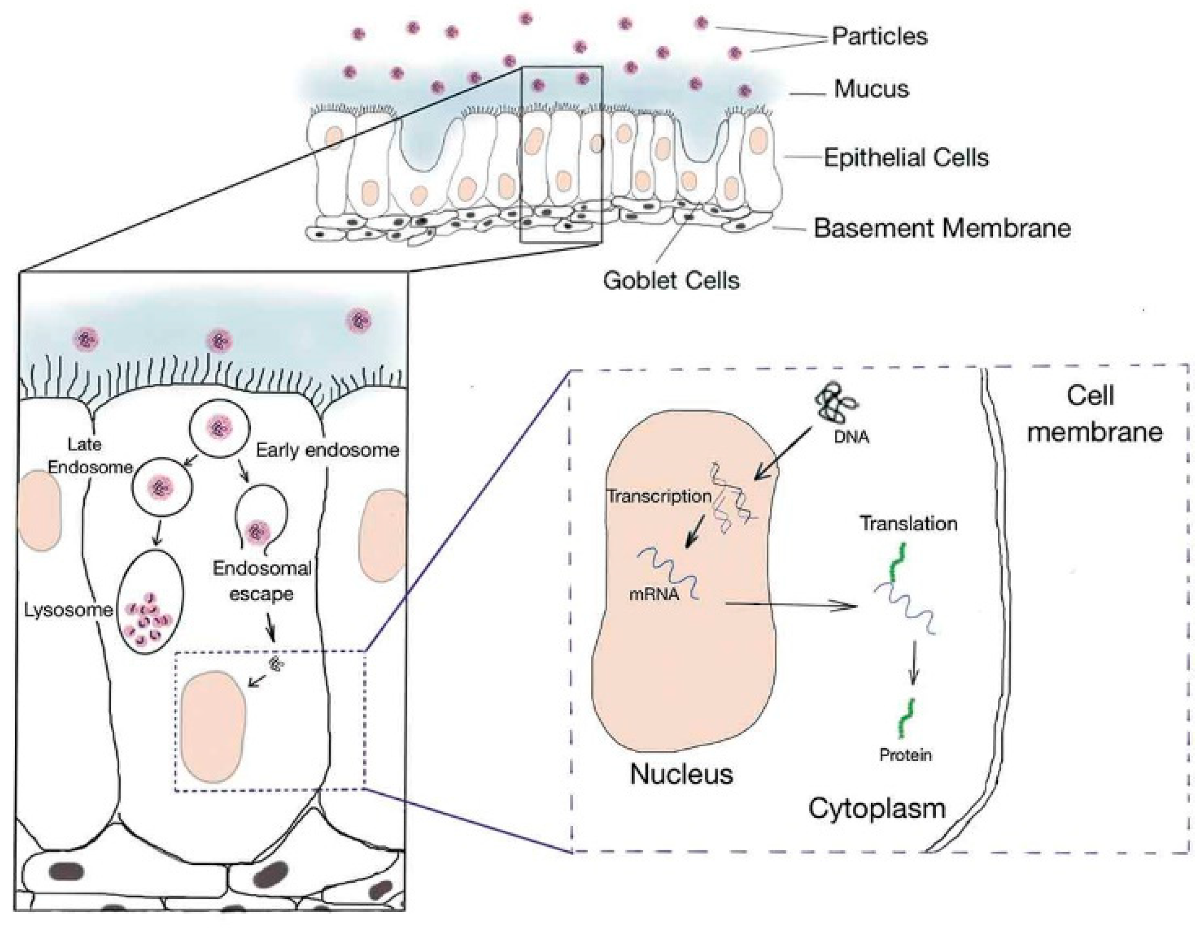 Biomolecules 14 00904 g001