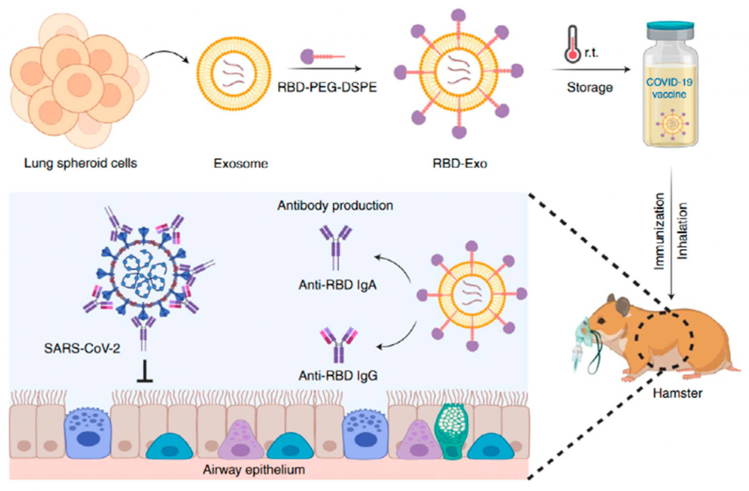 Biomolecules 14 00904 g004