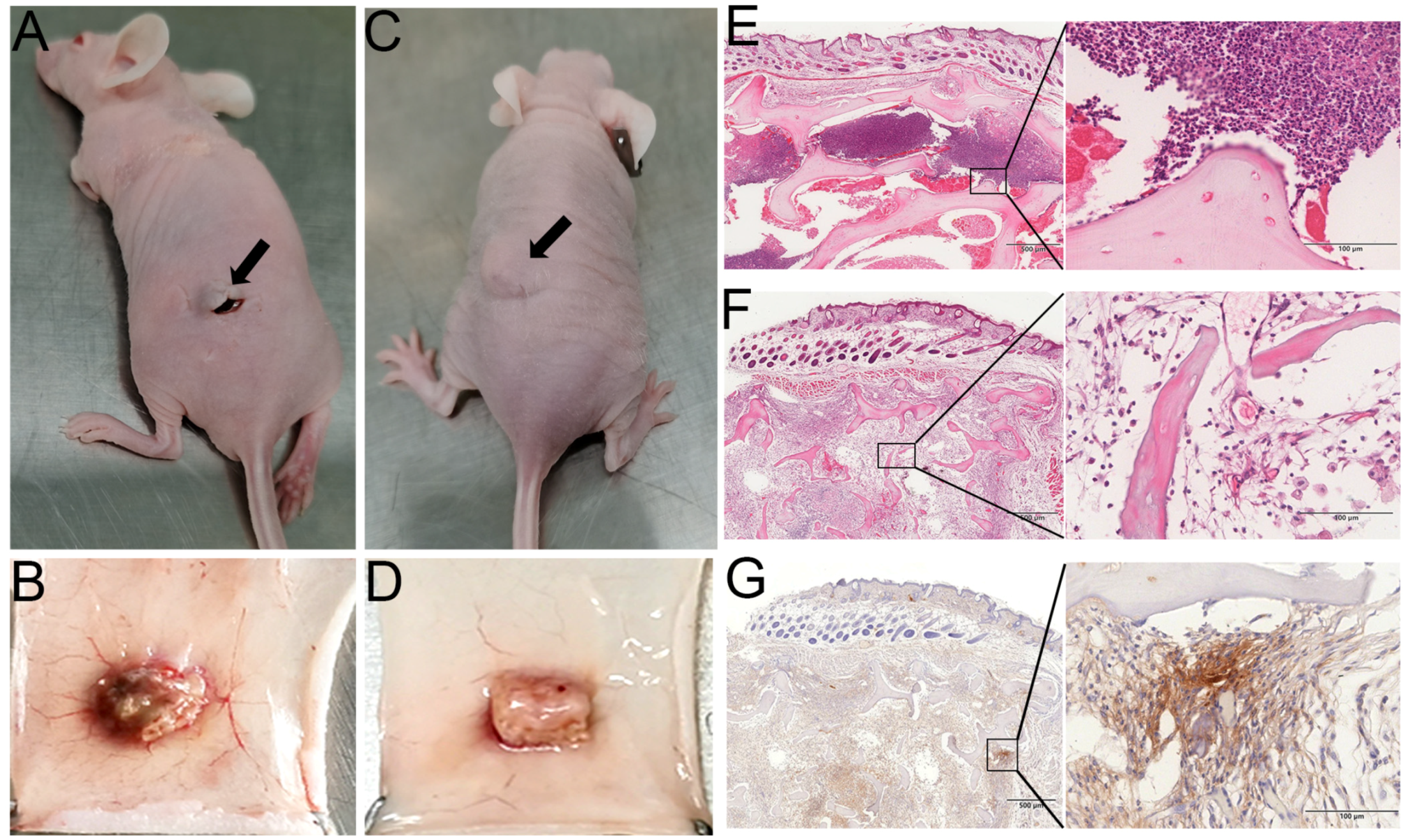 Biomolecules 14 00907 g007