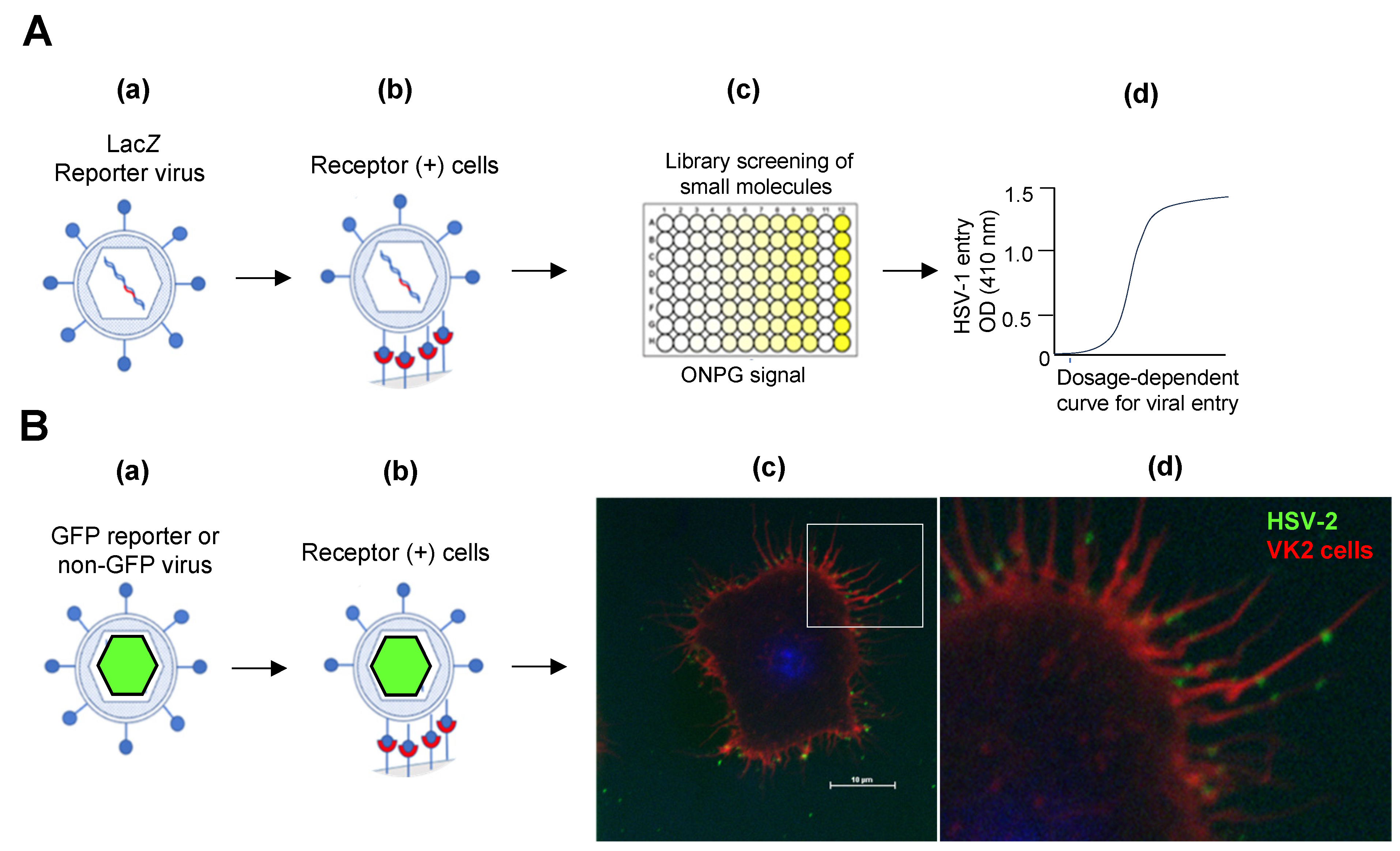 Biomolecules 14 00911 g005