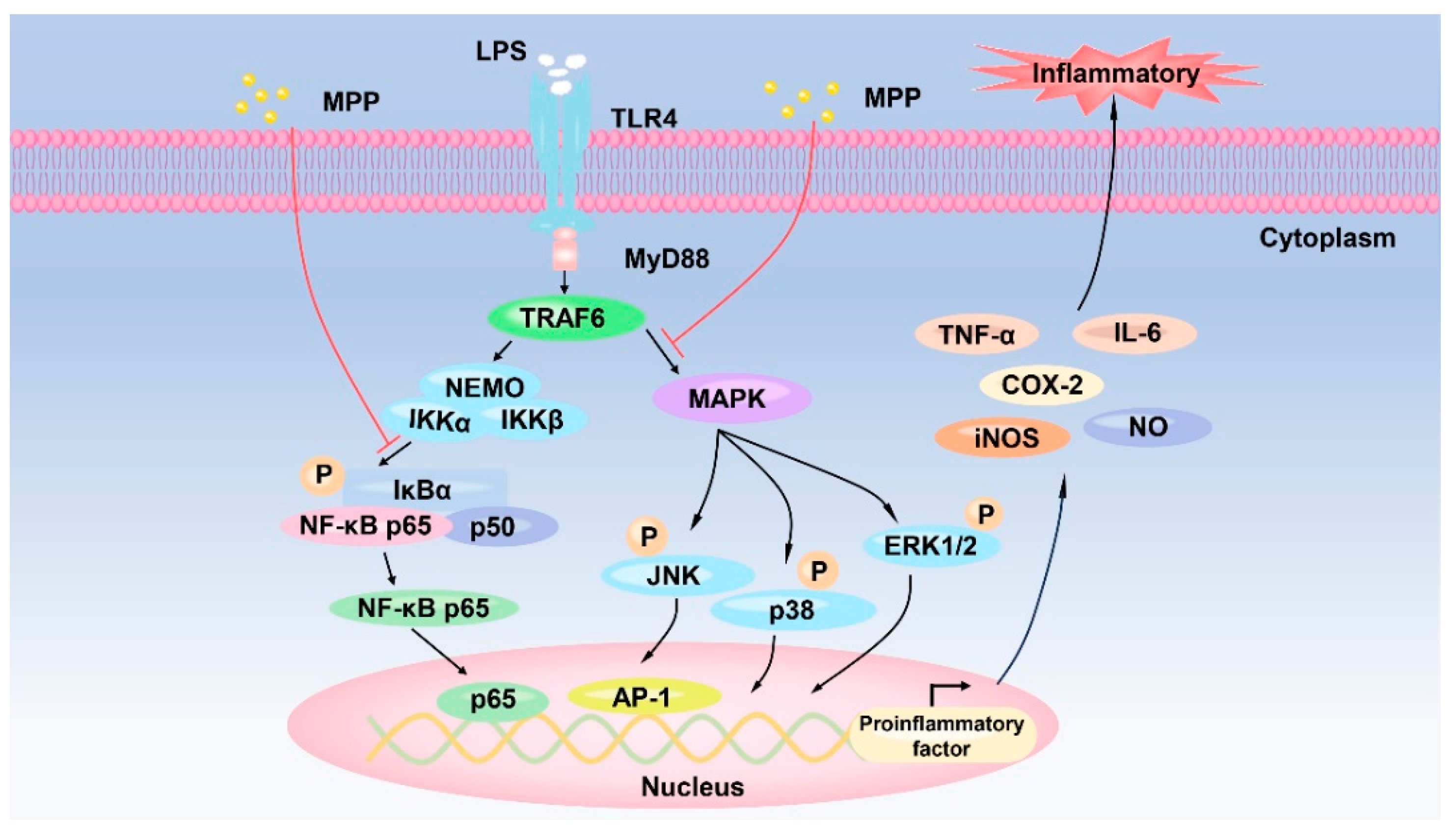 Biomolecules 14 00913 g003